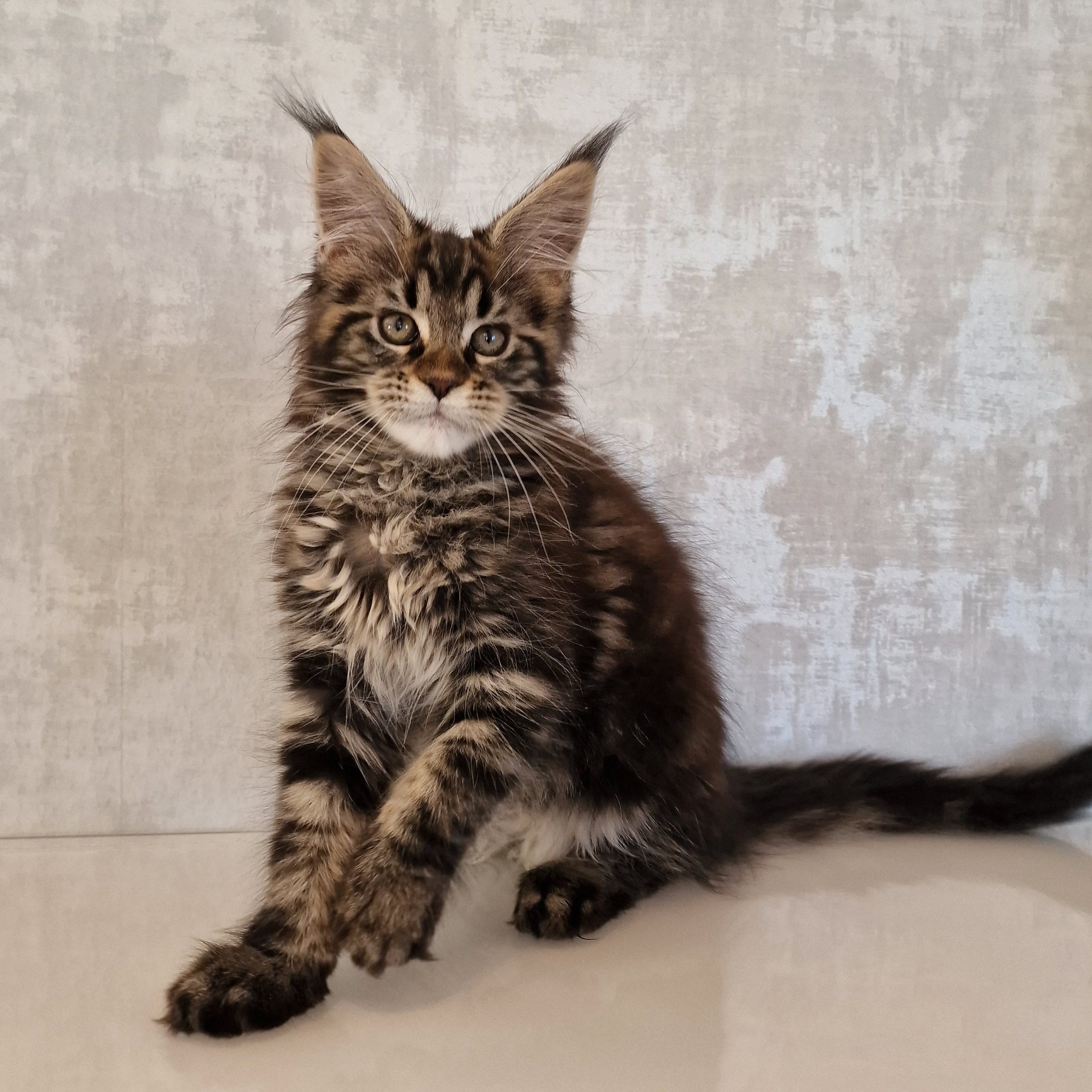 SE*Ferox Lynx Cassili SE*Ferox Lynx Cassili, 12 veckor
