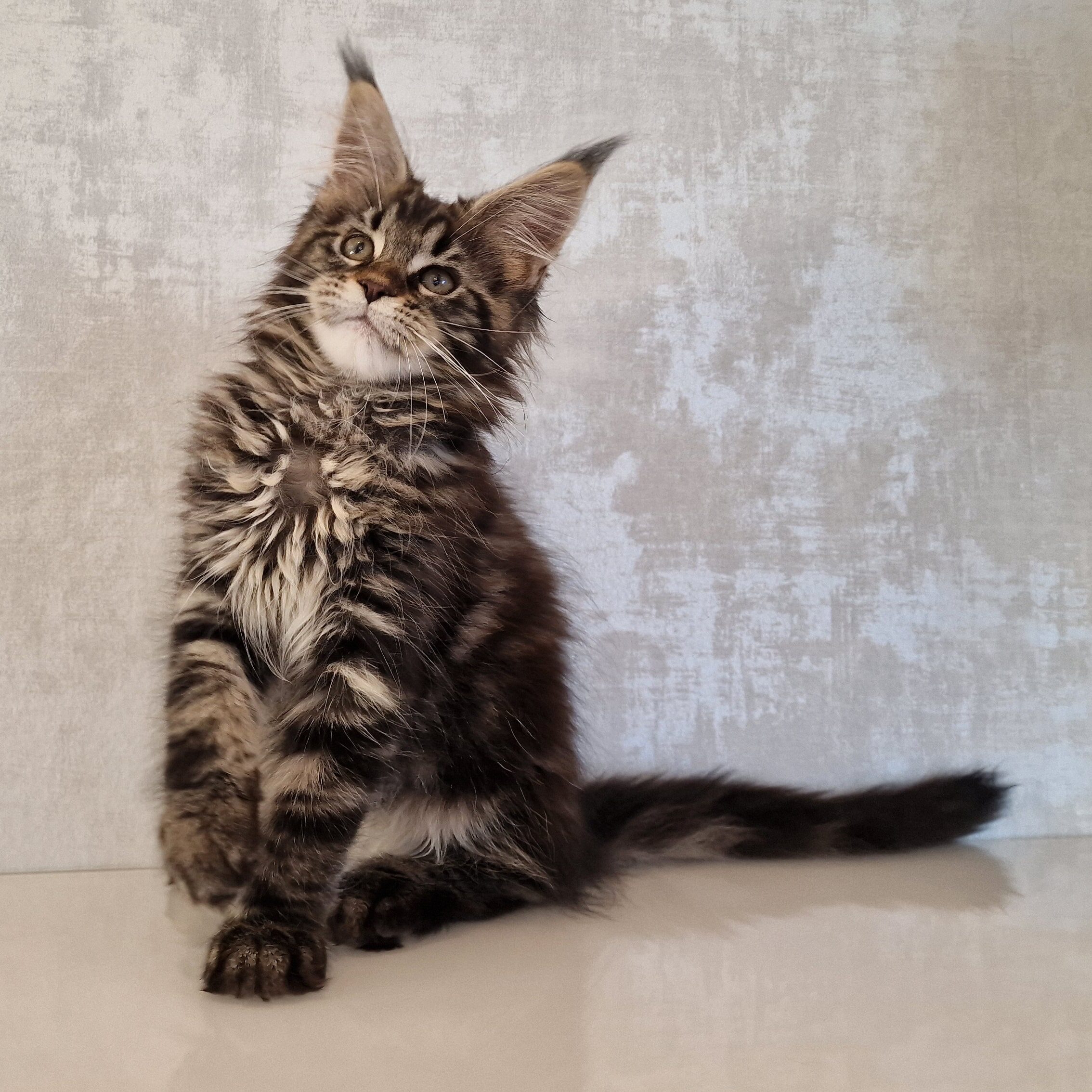 SE*Ferox Lynx Cassili SE*Ferox Lynx Cassili, 12 veckor