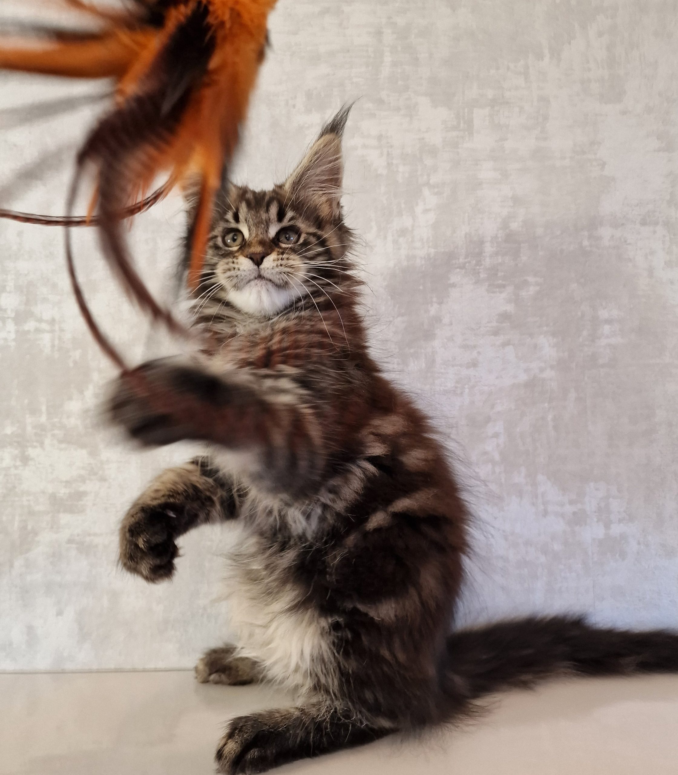 SE*Ferox Lynx Cassili SE*Ferox Lynx Cassili, 12 veckor