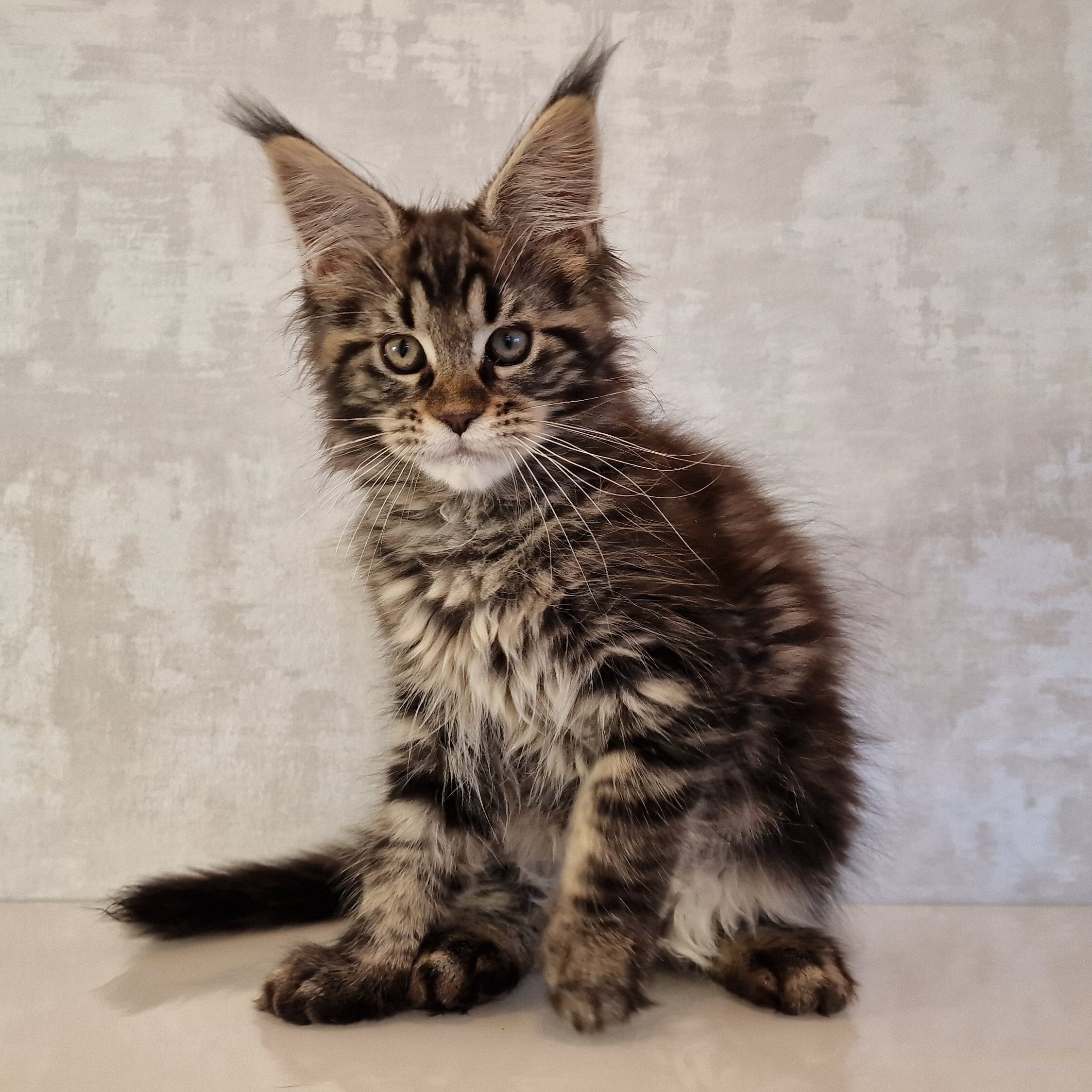 SE*Ferox Lynx Cassili SE*Ferox Lynx Cassili, 12 veckor