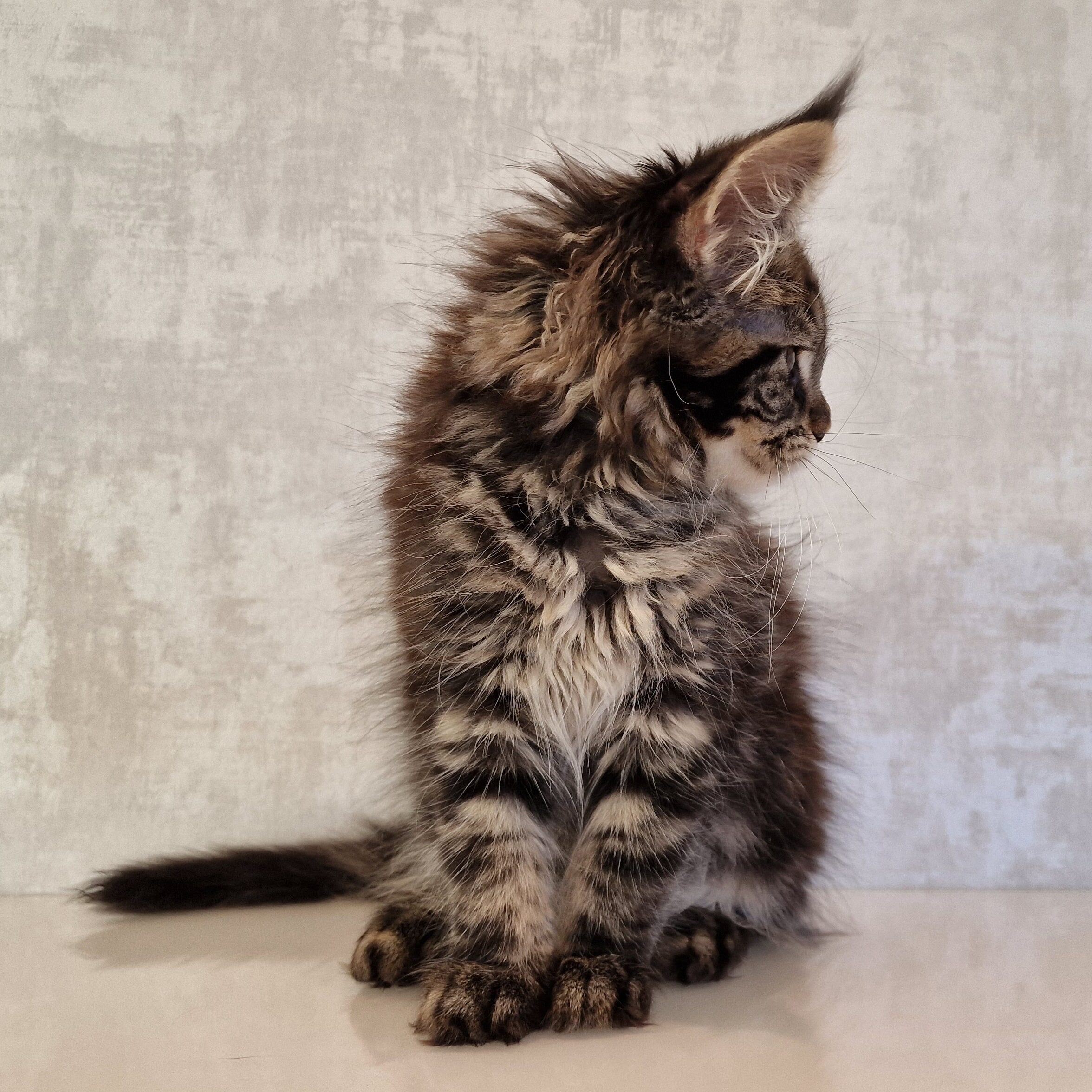 SE*Ferox Lynx Cassili SE*Ferox Lynx Cassili, 12 veckor