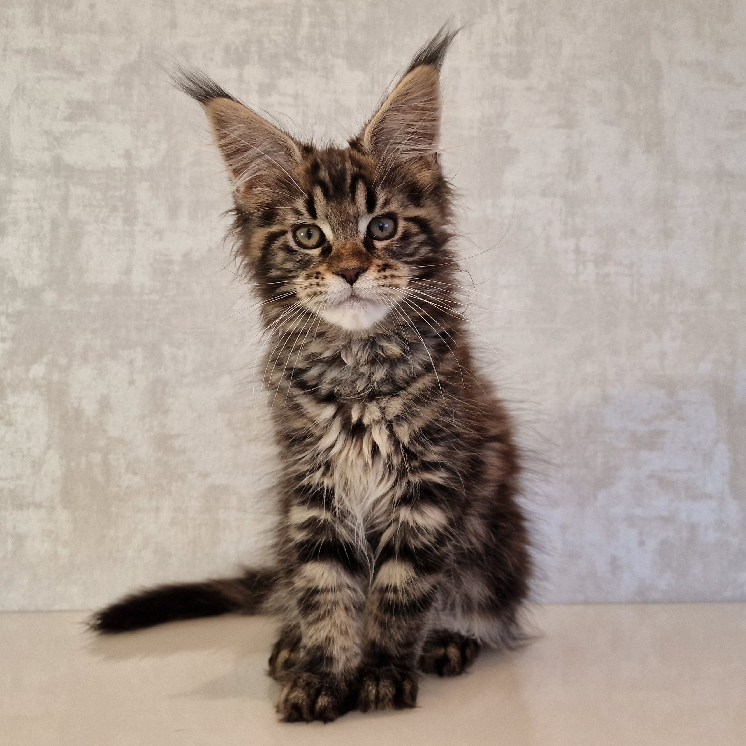 SE*Ferox Lynx Cassili SE*Ferox Lynx Cassili, 12 veckor