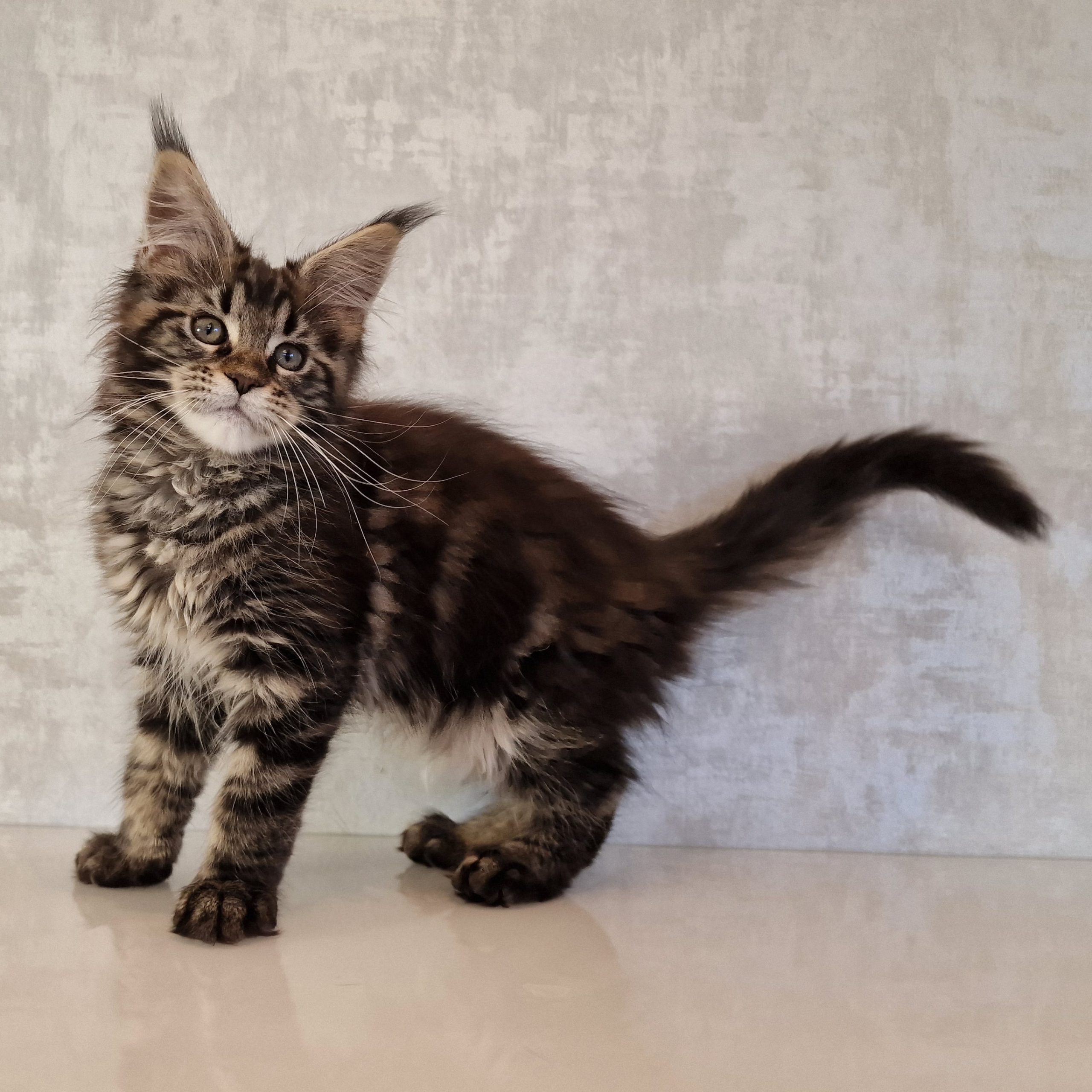 SE*Ferox Lynx Cassili SE*Ferox Lynx Cassili, 12 veckor