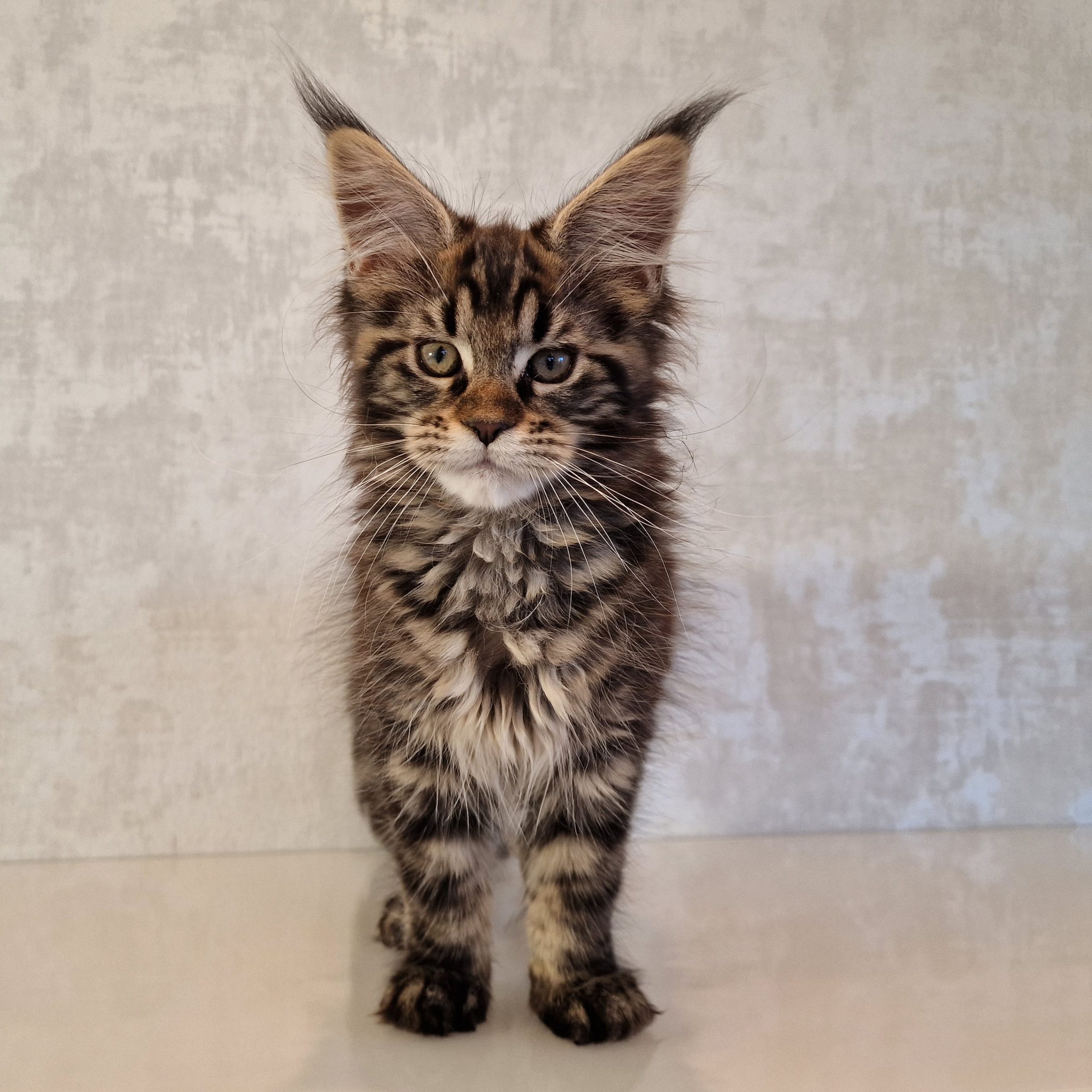 SE*Ferox Lynx Cassili SE*Ferox Lynx Cassili, 12 veckor