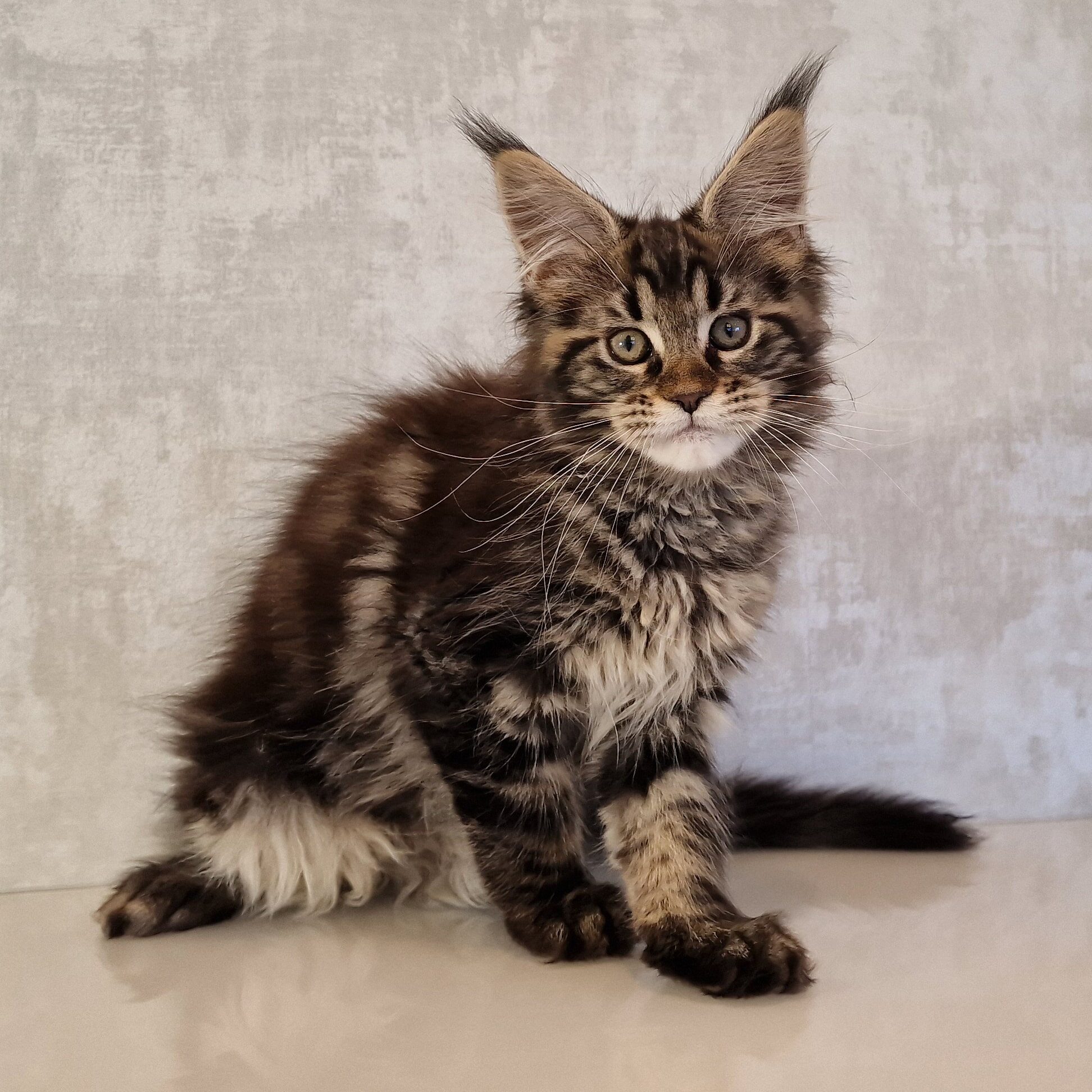 SE*Ferox Lynx Cassili SE*Ferox Lynx Cassili, 12 veckor
