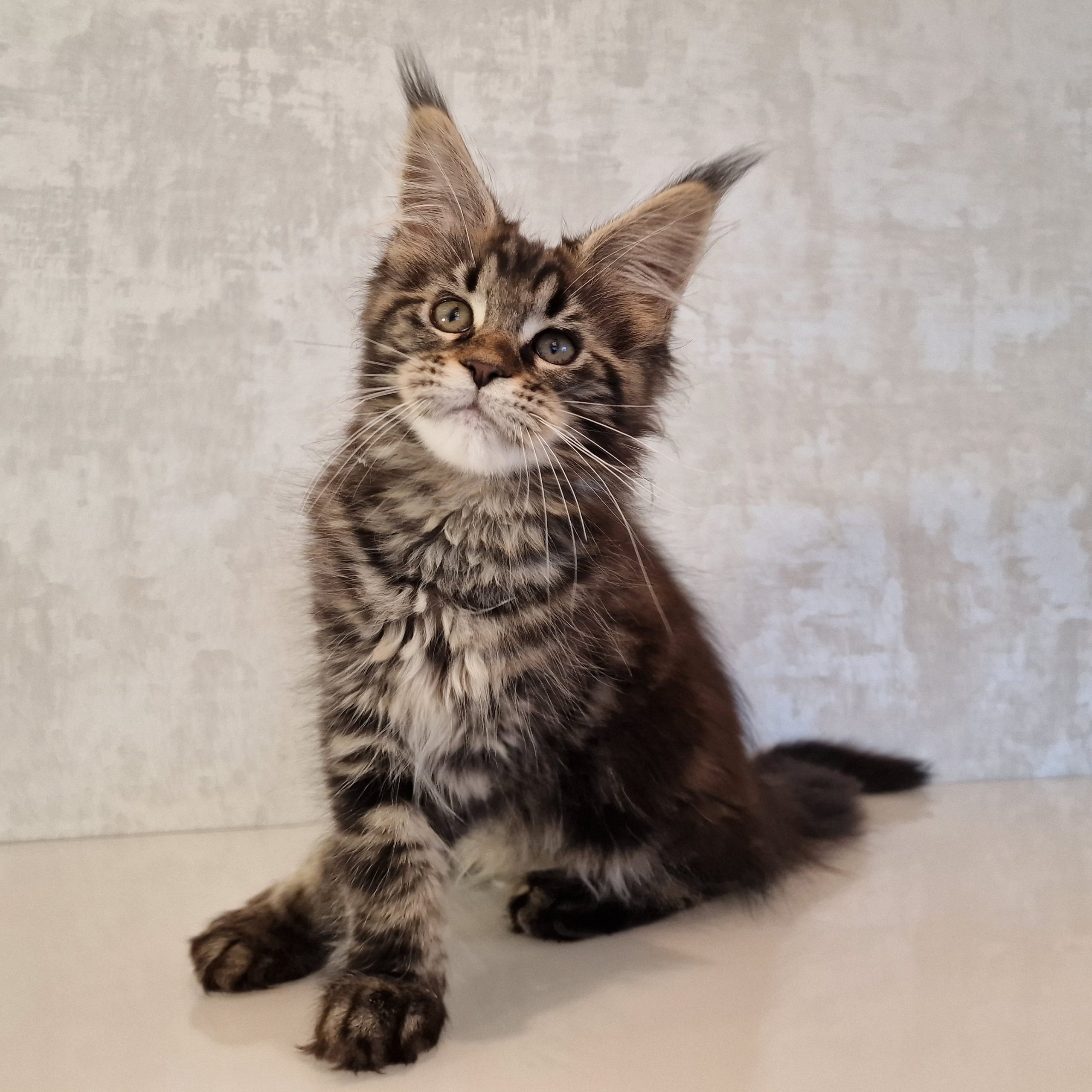 SE*Ferox Lynx Cassili SE*Ferox Lynx Cassili, 12 veckor