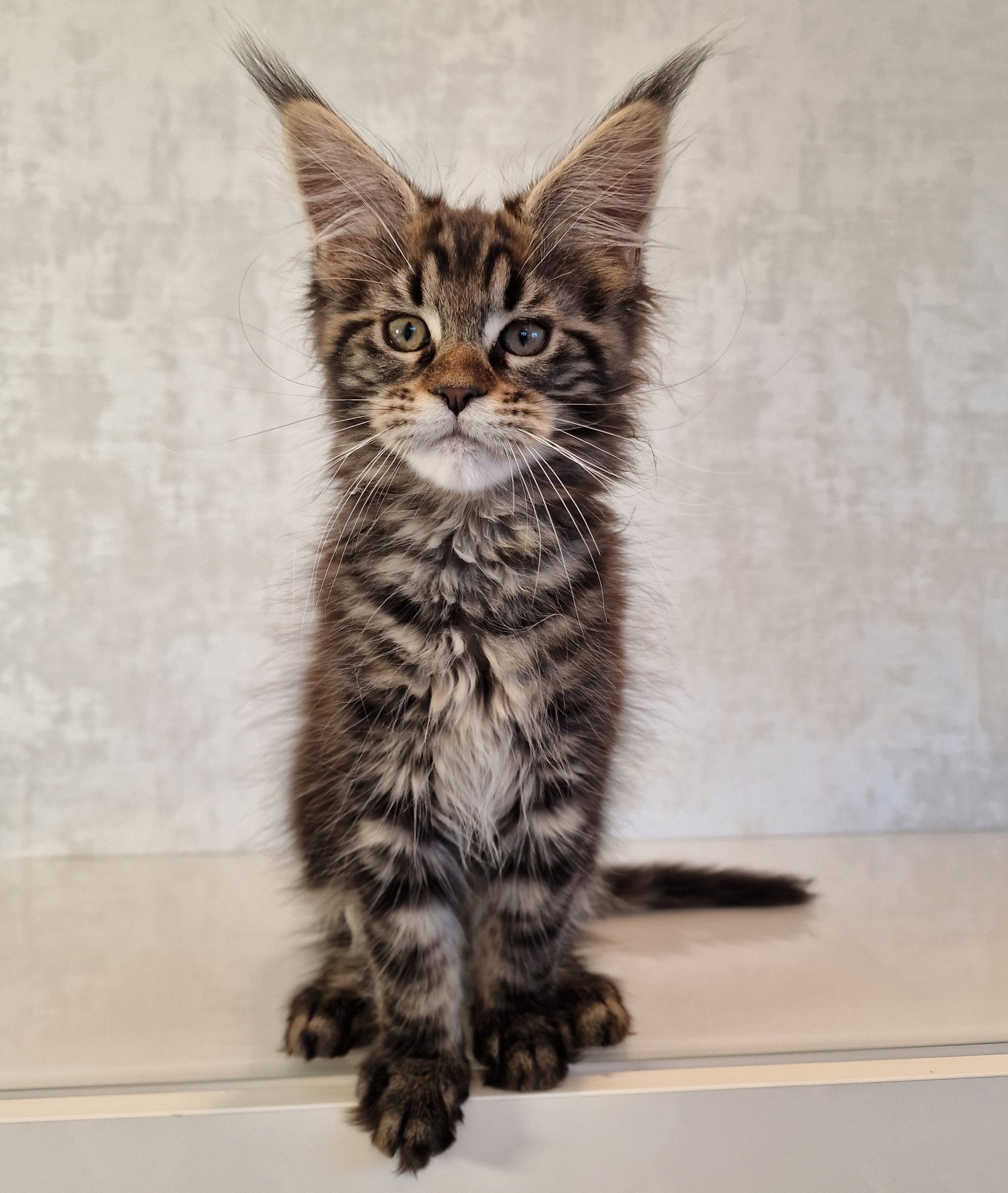 SE*Ferox Lynx Cassili SE*Ferox Lynx Cassili, 12 veckor