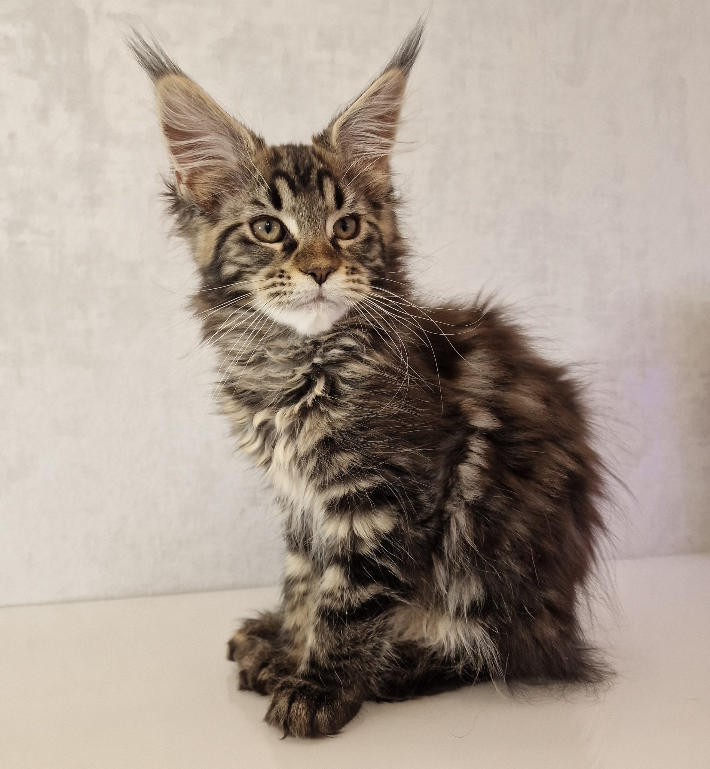 SE*Ferox Lynx Cassili SE*Ferox Lynx Cassili, 13 veckor