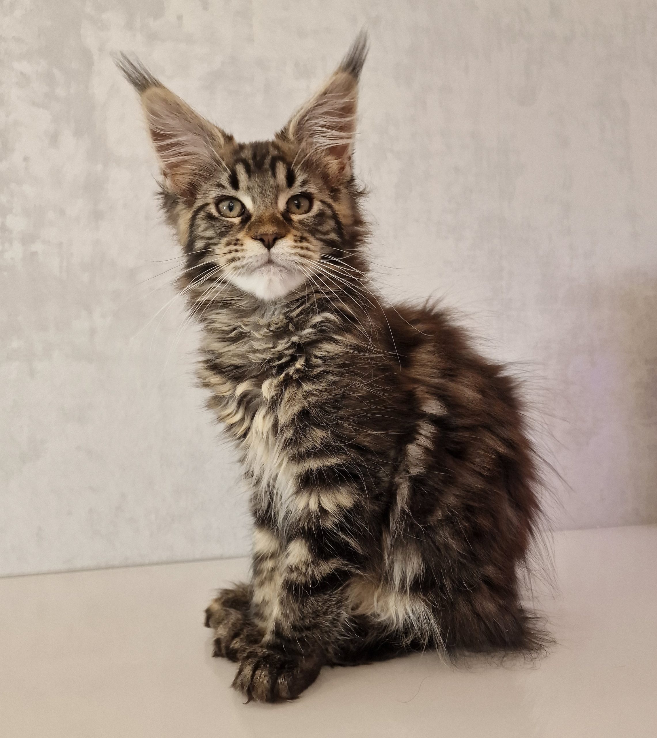 SE*Ferox Lynx Cassili SE*Ferox Lynx Cassili, 13 veckor