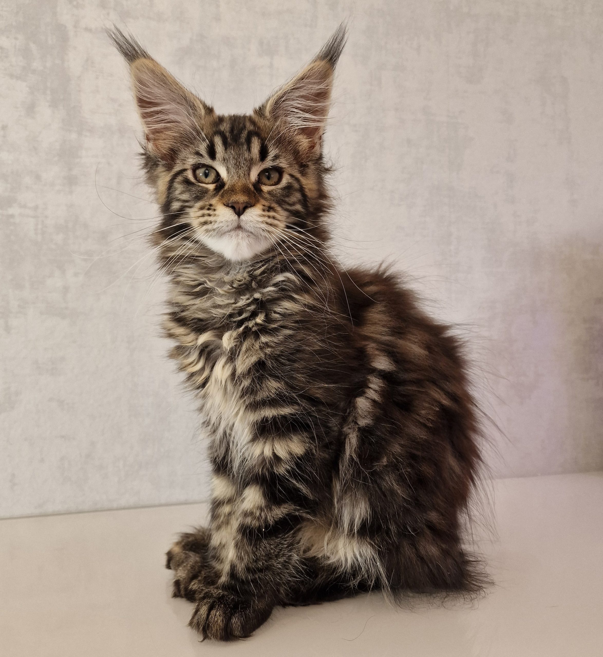 SE*Ferox Lynx Cassili SE*Ferox Lynx Cassili, 13 veckor