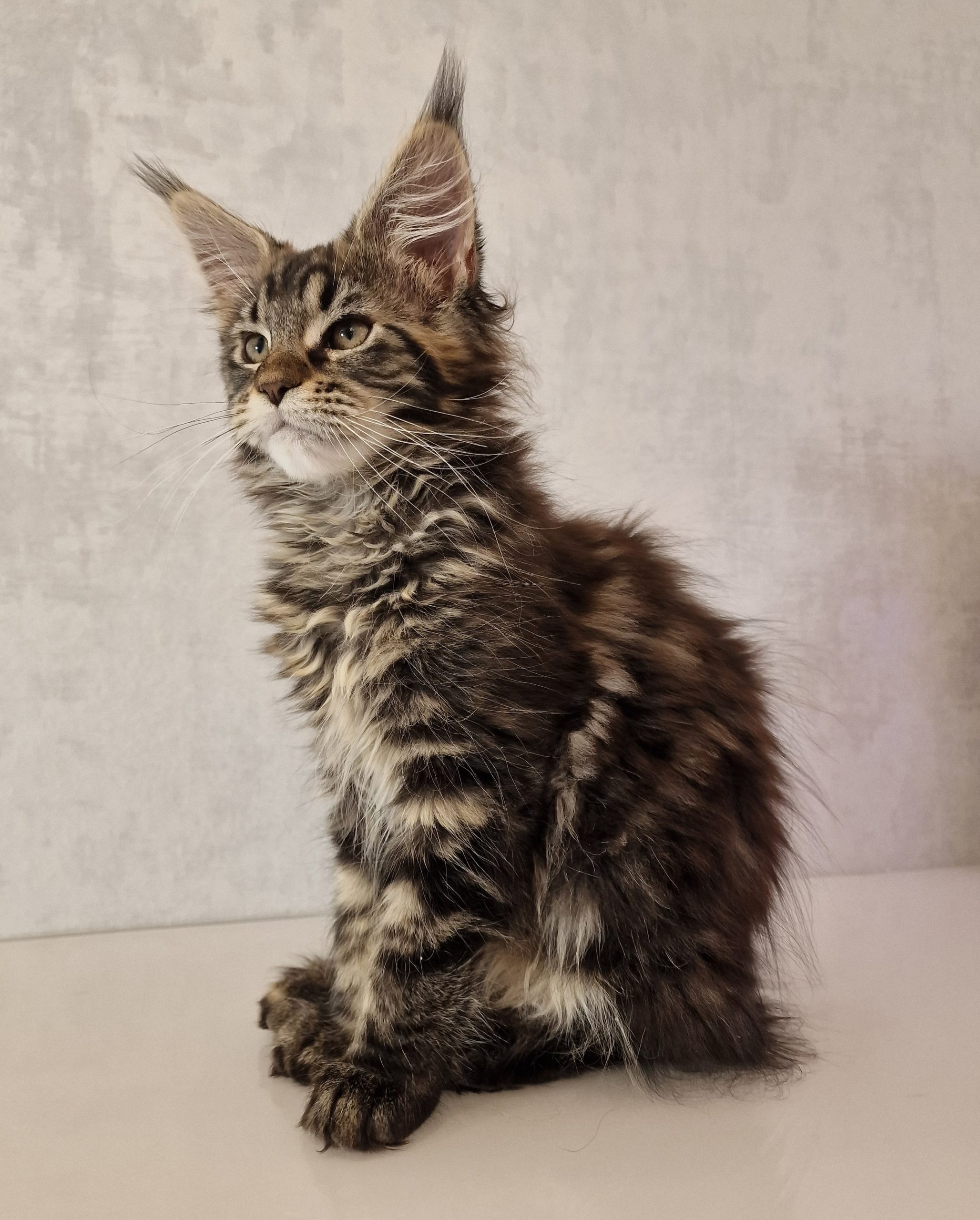 SE*Ferox Lynx Cassili SE*Ferox Lynx Cassili, 13 veckor