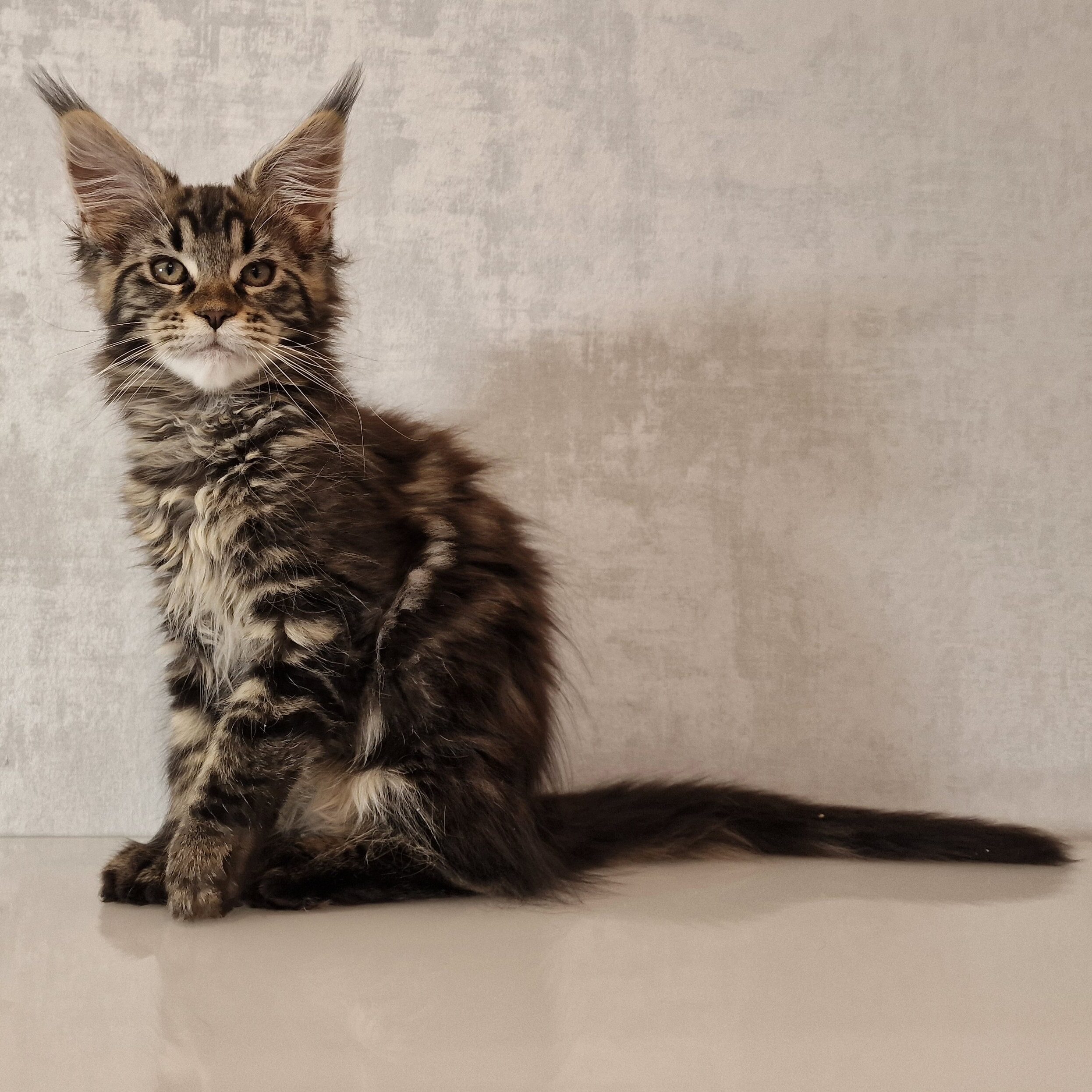 SE*Ferox Lynx Cassili SE*Ferox Lynx Cassili, 13 veckor
