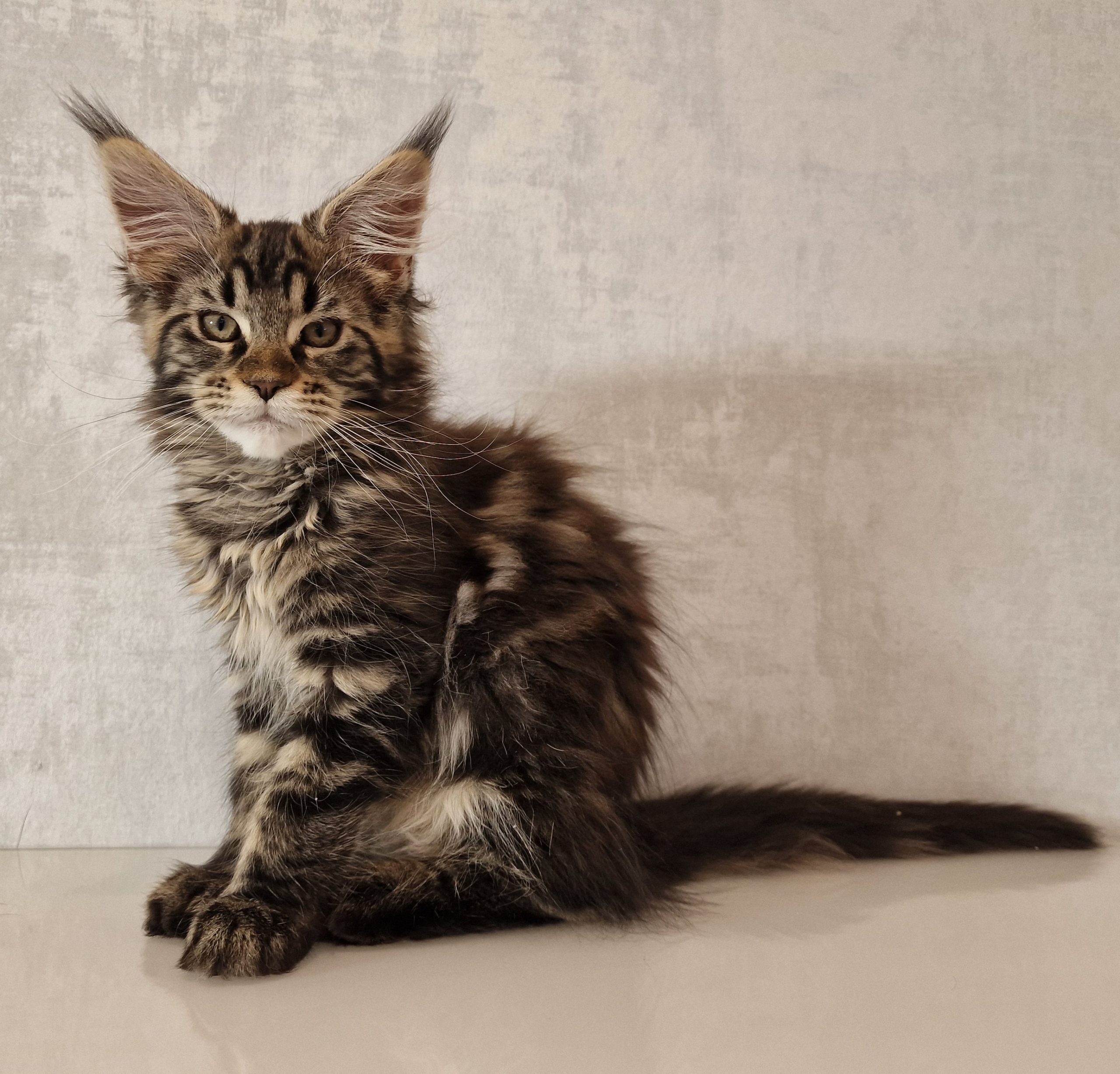 SE*Ferox Lynx Cassili SE*Ferox Lynx Cassili, 13 veckor