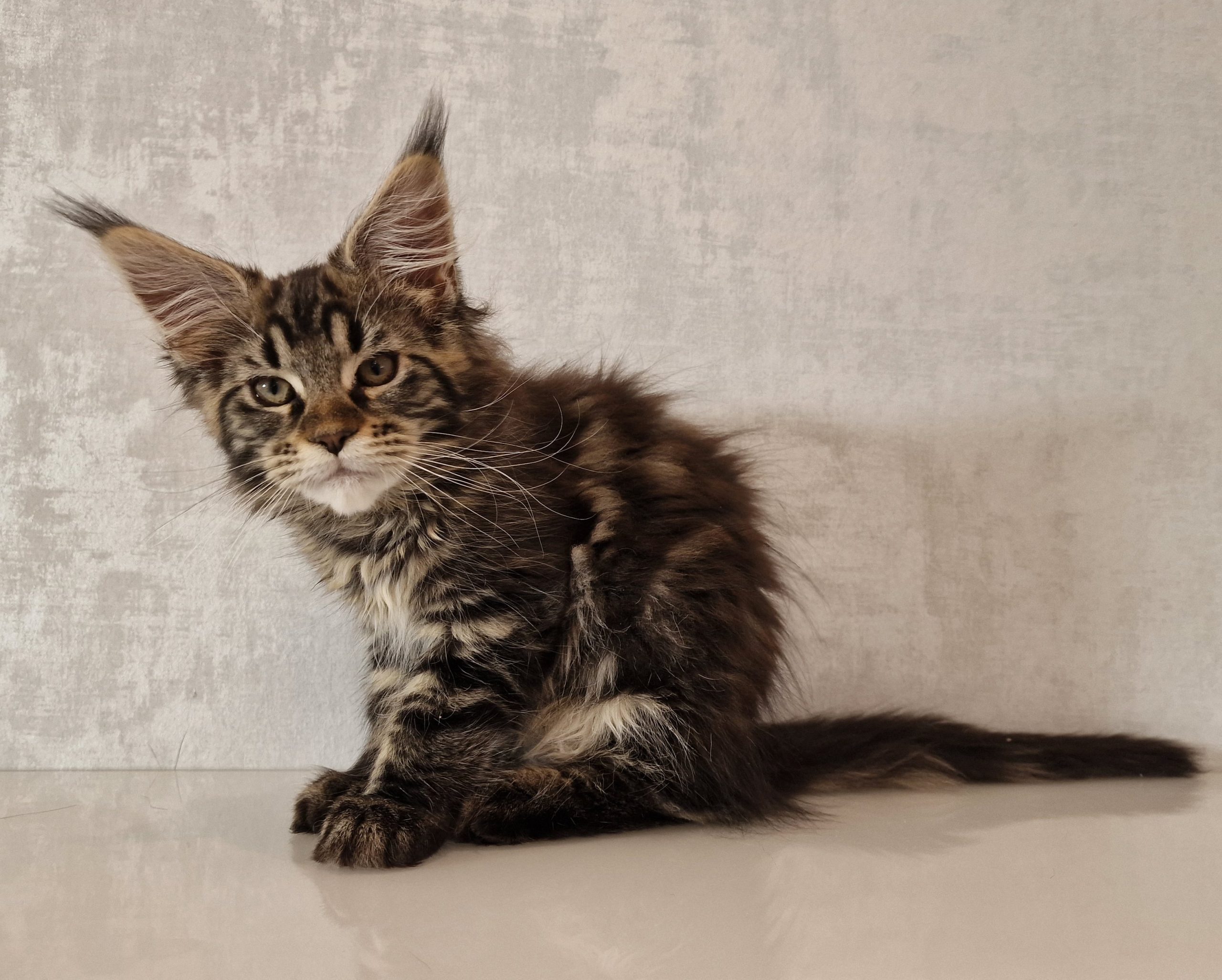 SE*Ferox Lynx Cassili SE*Ferox Lynx Cassili, 13 veckor
