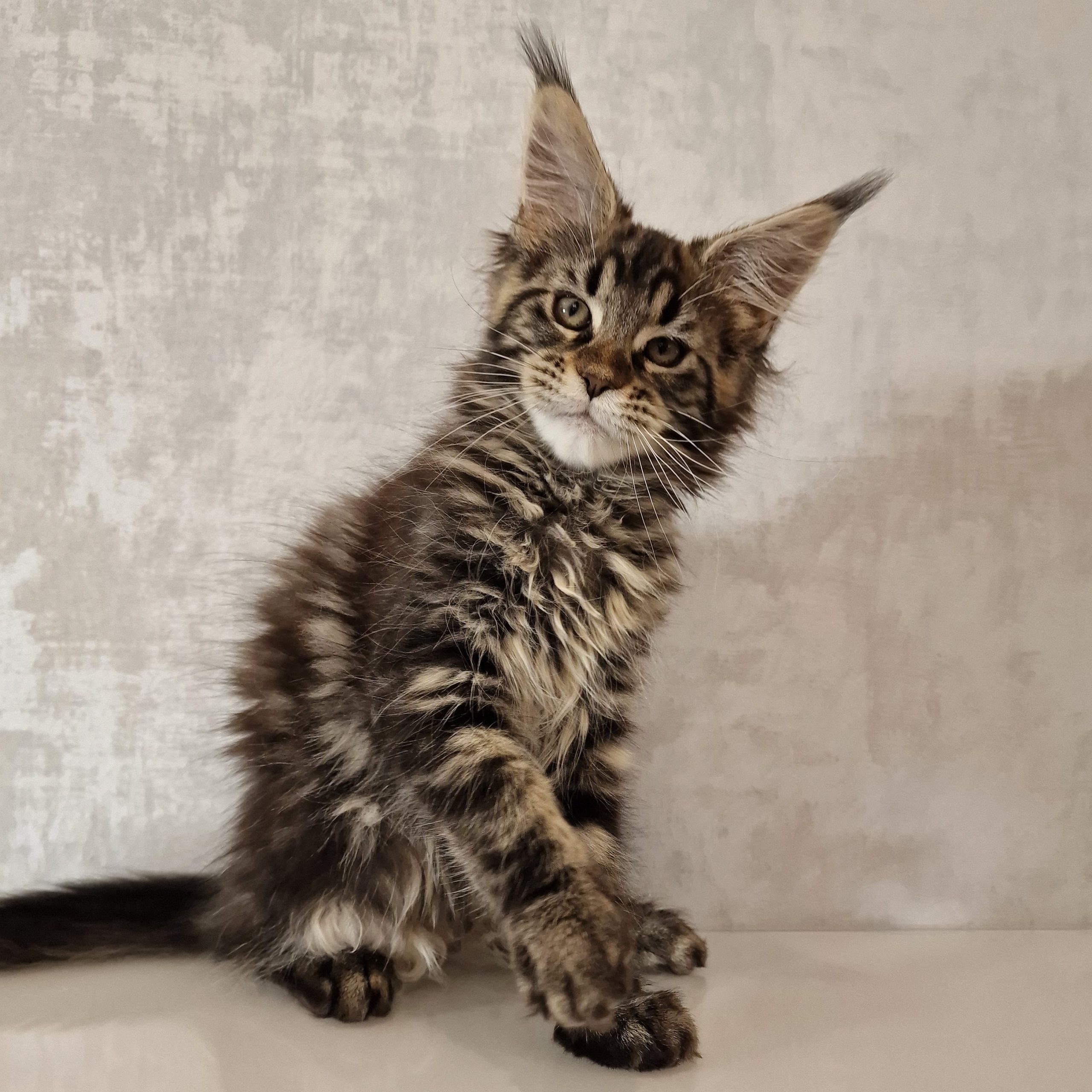 SE*Ferox Lynx Cassili SE*Ferox Lynx Cassili, 13 veckor