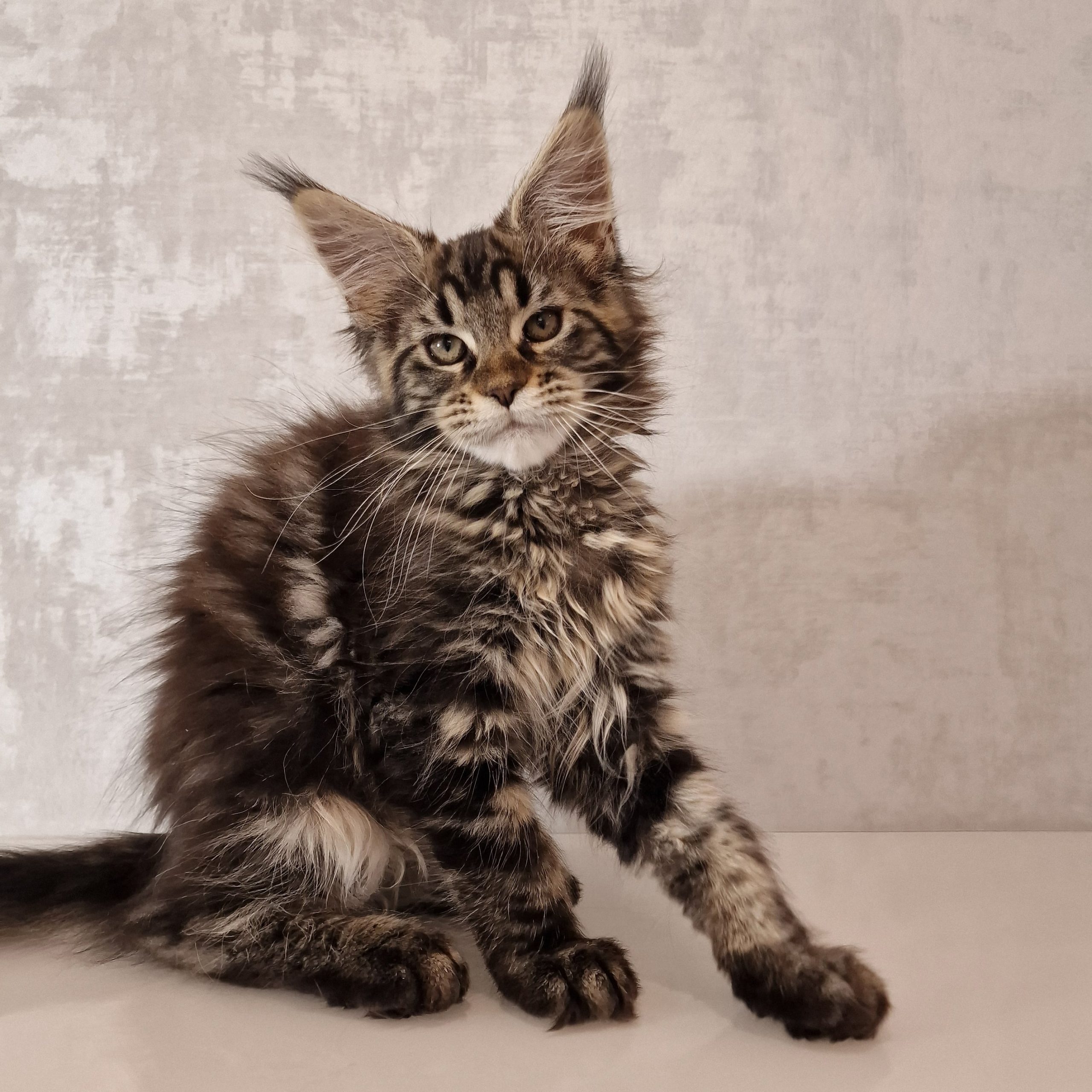 SE*Ferox Lynx Cassili SE*Ferox Lynx Cassili, 13 veckor