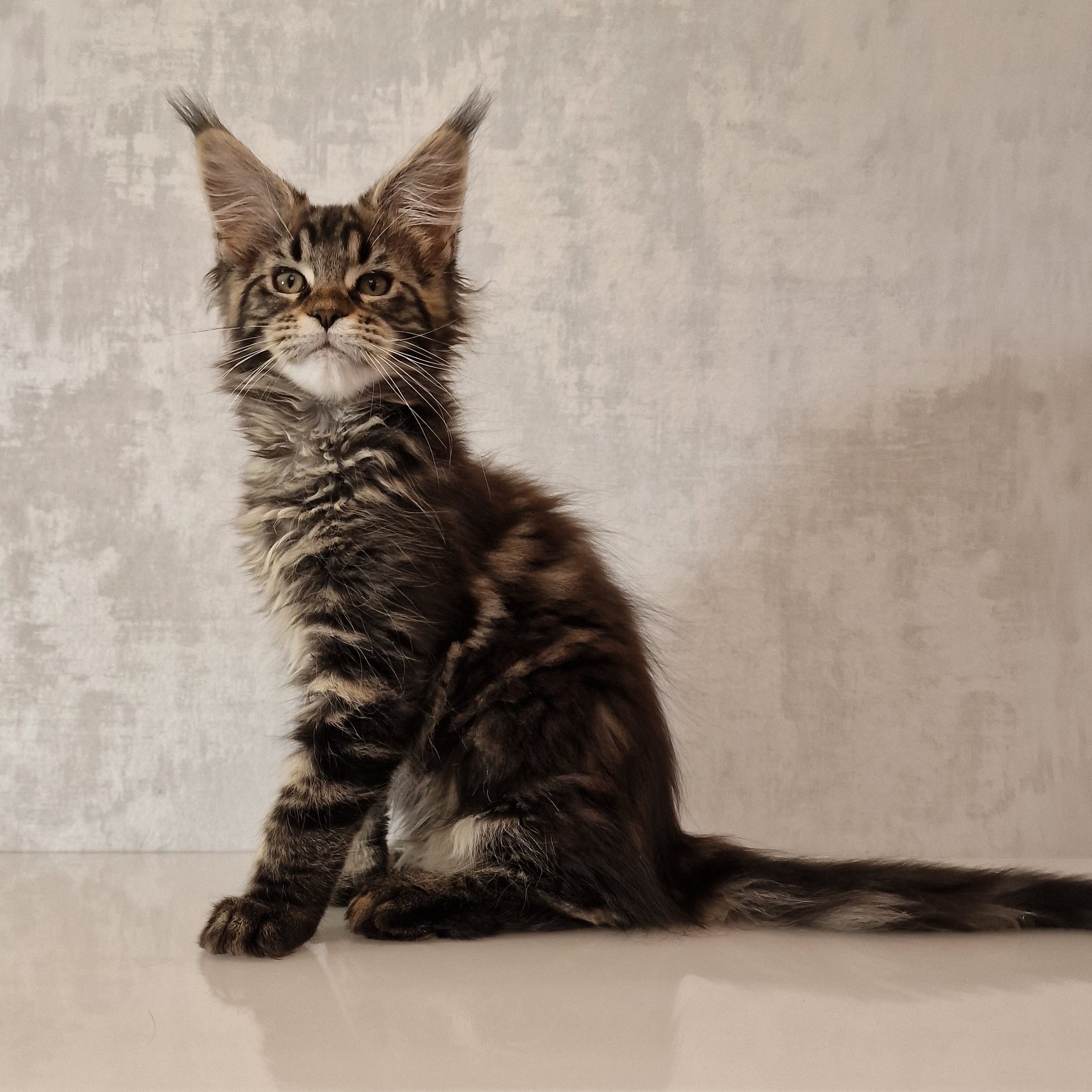 SE*Ferox Lynx Cassili SE*Ferox Lynx Cassili, 13 veckor