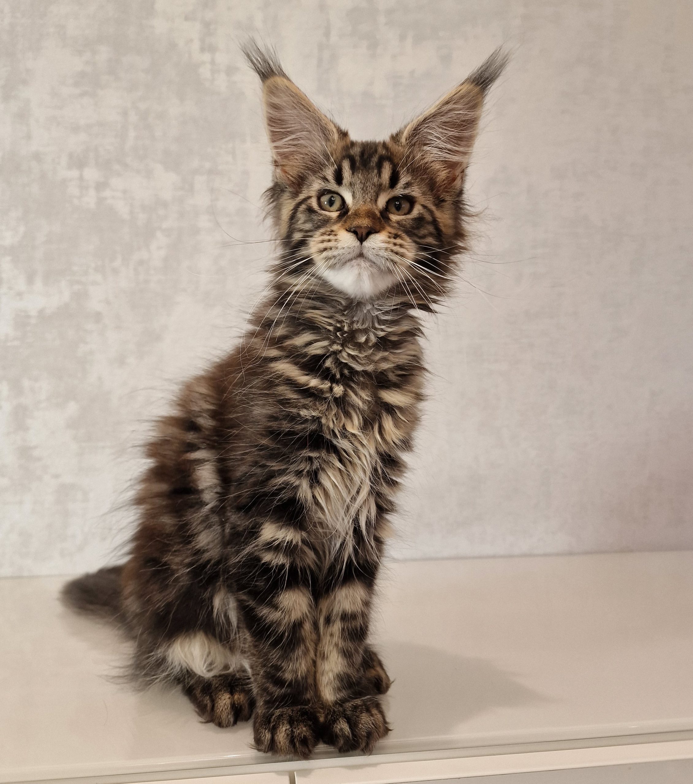 SE*Ferox Lynx Cassili SE*Ferox Lynx Cassili, 13 veckor