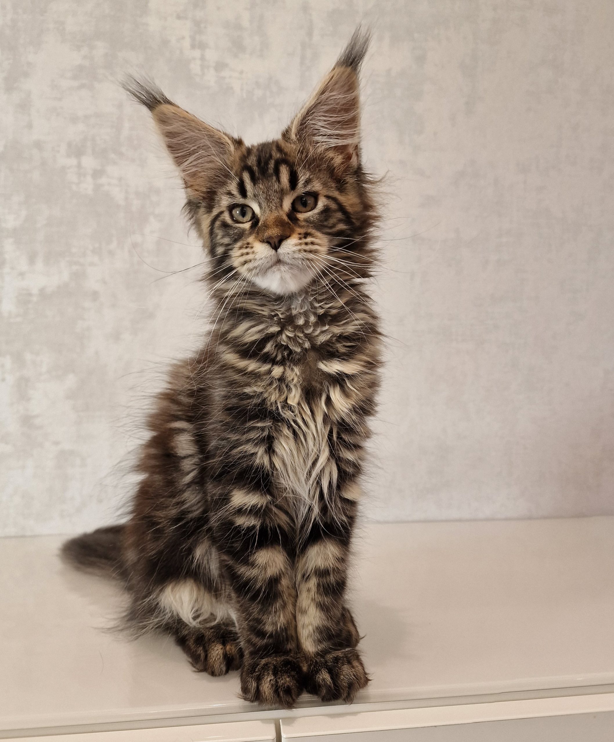 SE*Ferox Lynx Cassili SE*Ferox Lynx Cassili, 13 veckor