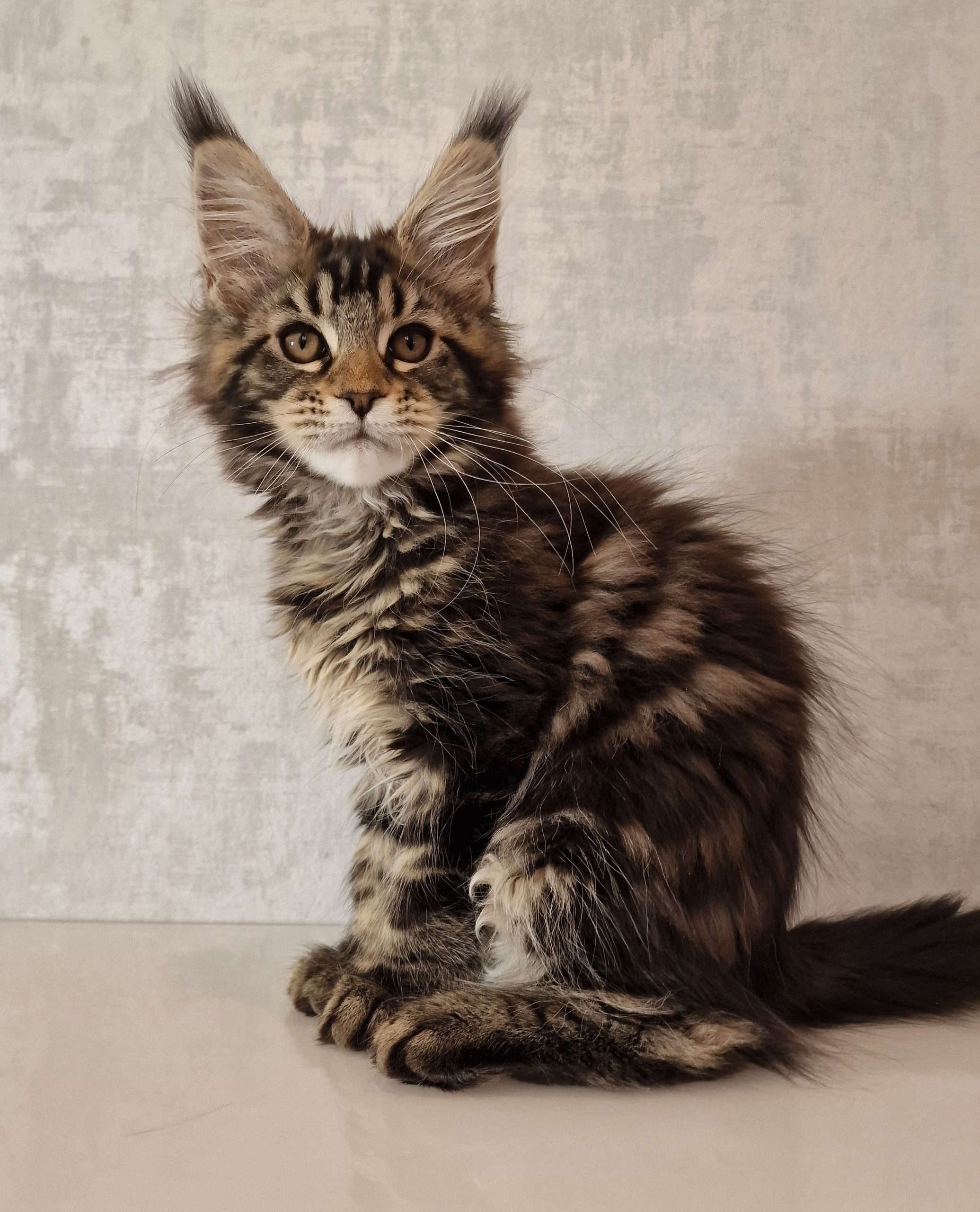 SE*Ferox Lynx Athalia, 13 veckor