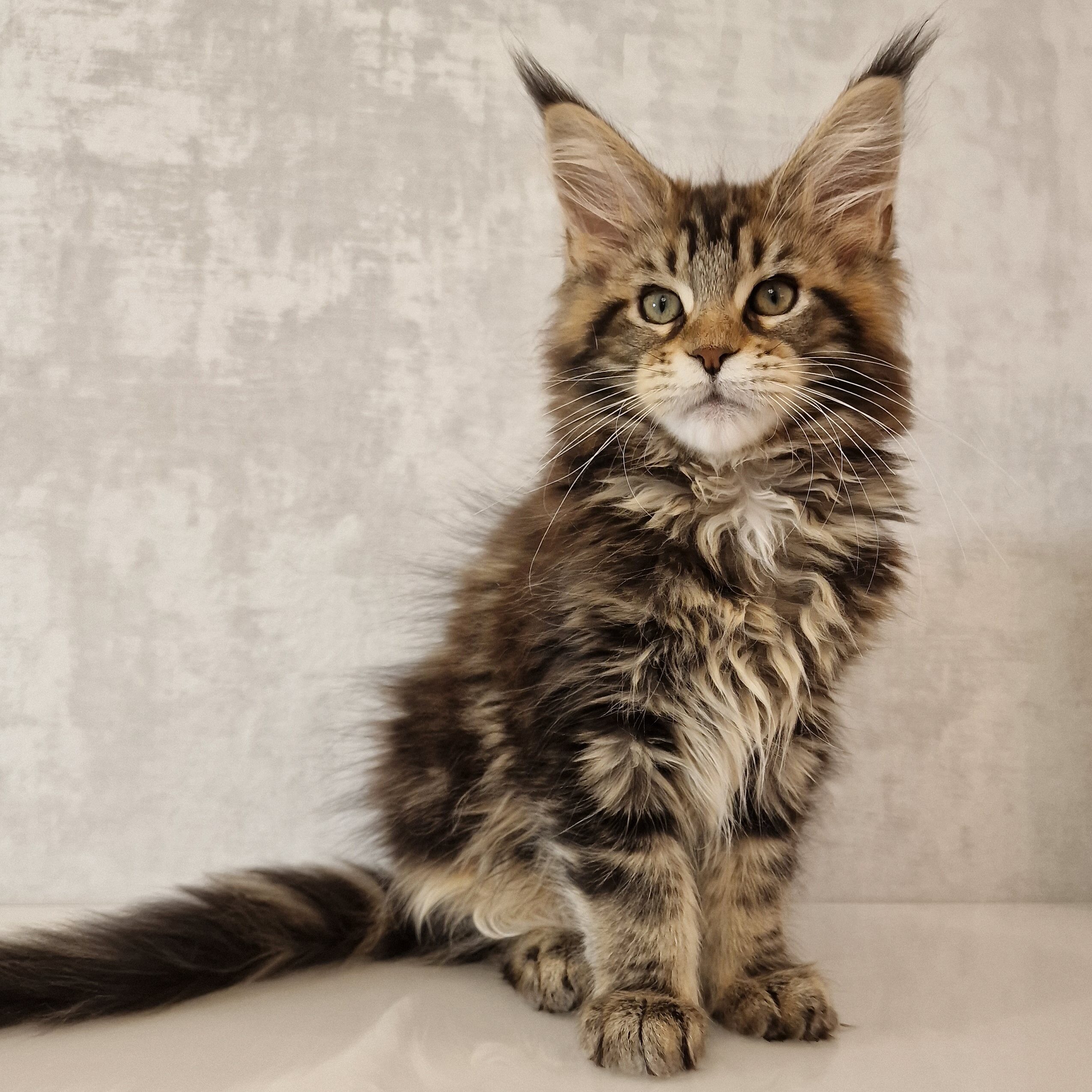SE*Ferox Lynx Meliora, 13 veckor