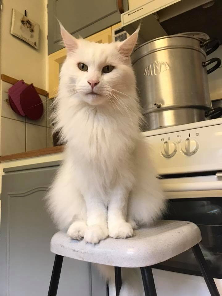 IC S*Hemi coon’s Sir Flemming Porträtt av IC S*Hemi coon's Sir Flemming