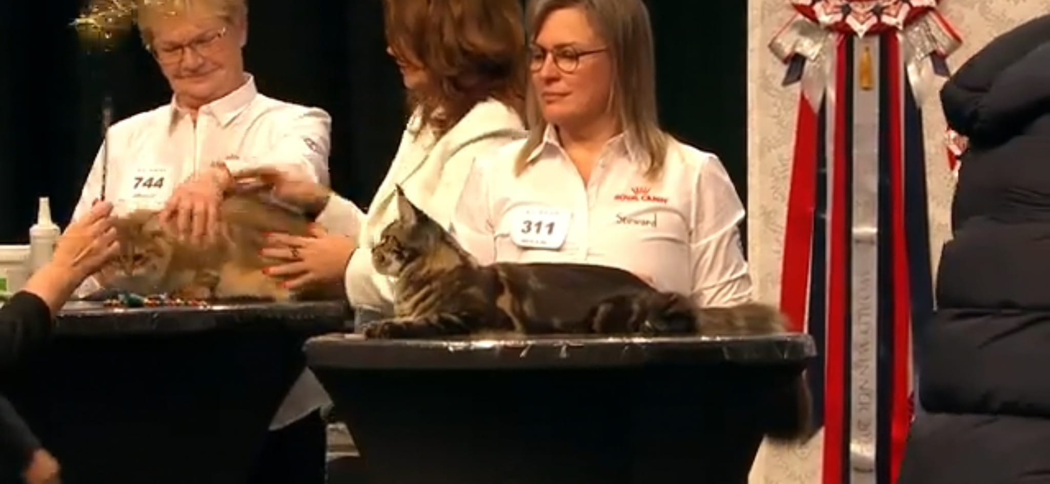 Bild från Ferox Lynx nyheter Bild från Ferox Lynx nyheter