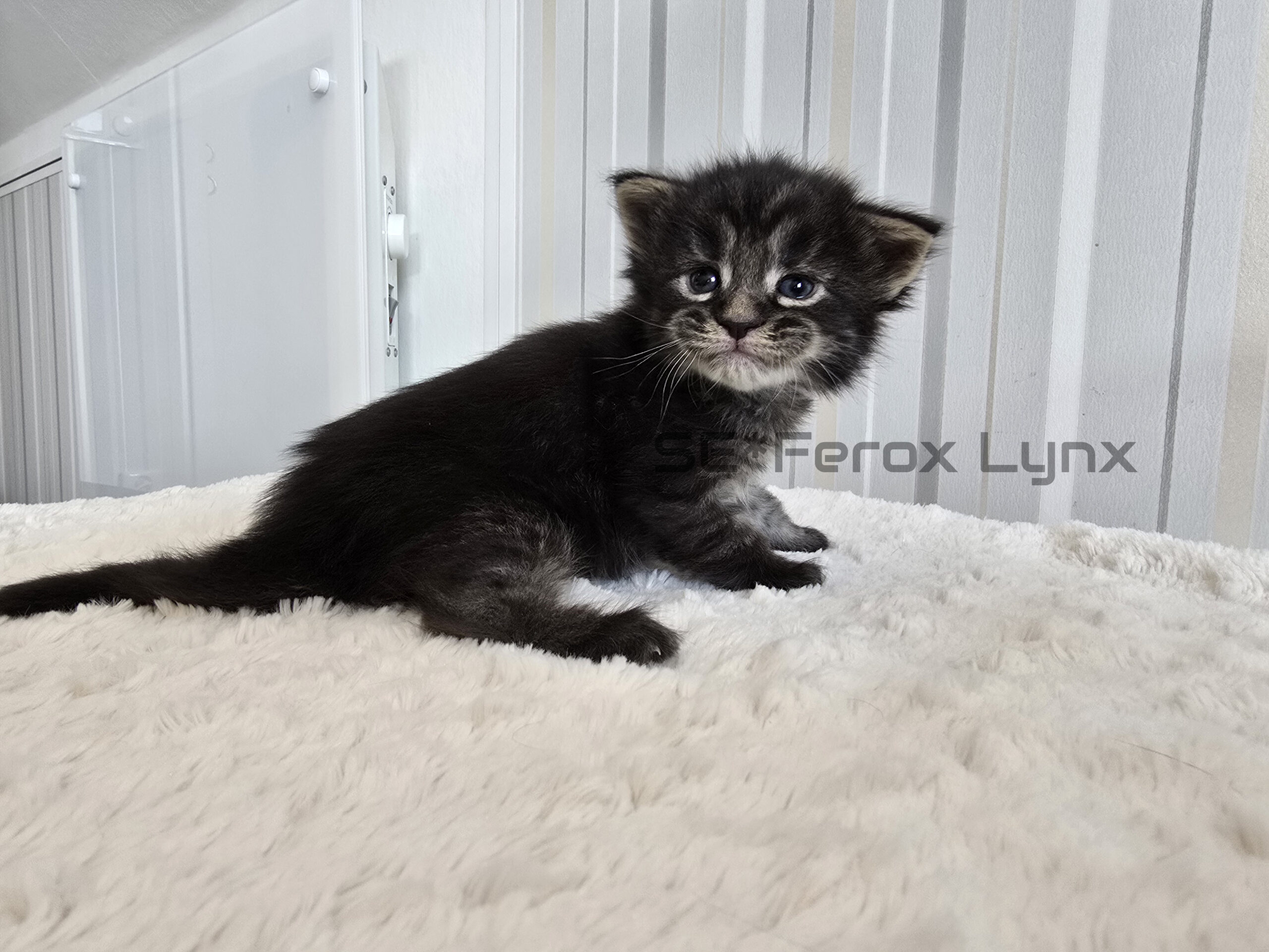 SE*Ferox Lynx Wulfaz SE*Ferox Lynx Wulfaz, 3 veckor