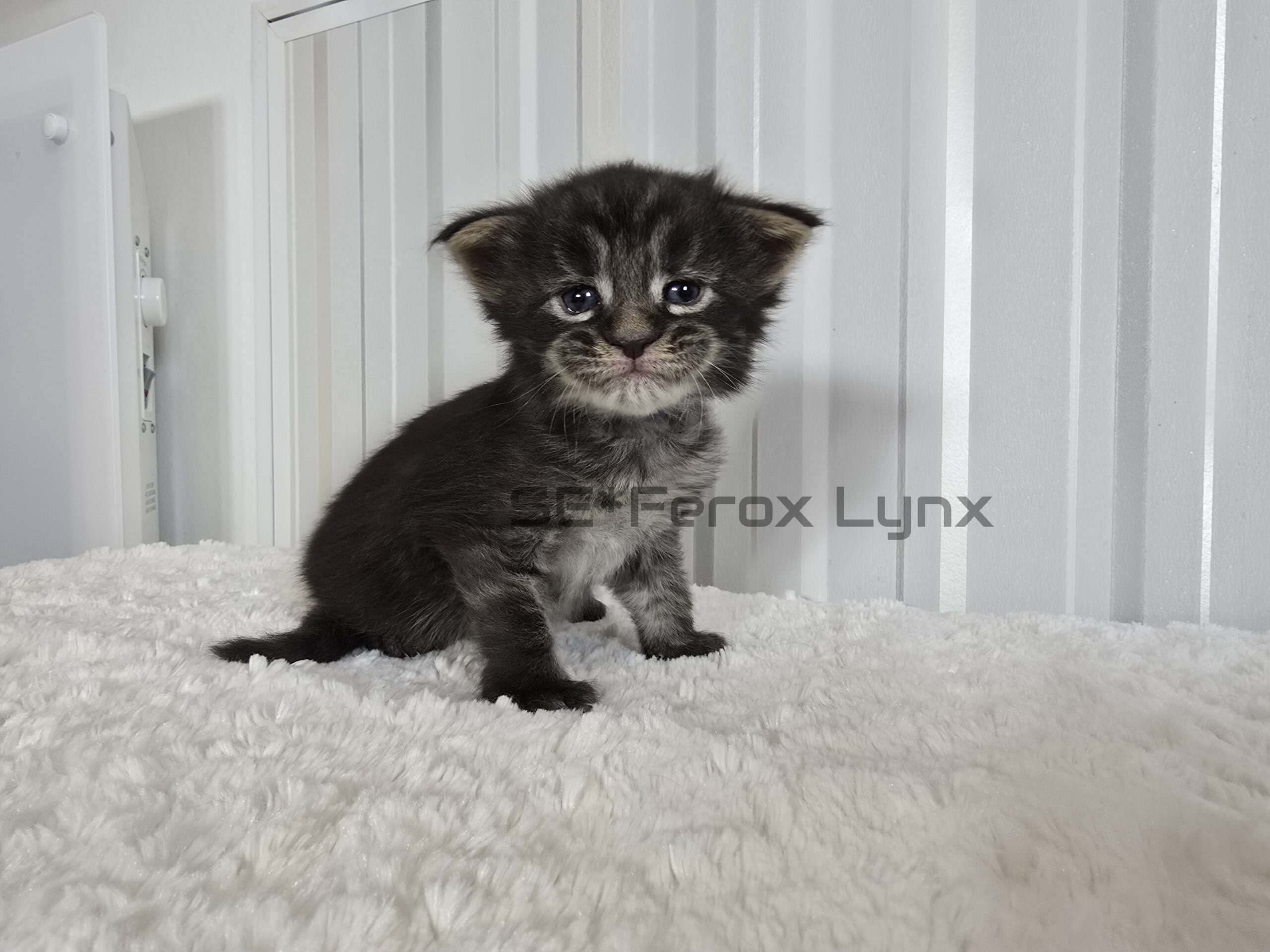 SE*Ferox Lynx Wulfaz SE*Ferox Lynx Wulfaz, 3 veckor
