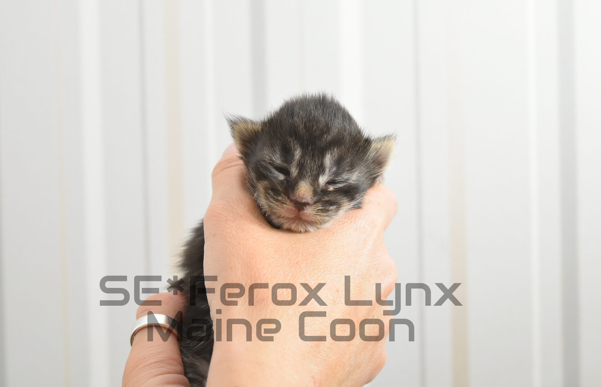SE*Ferox Lynx Wulfaz SE*Ferox Lynx Wulfaz