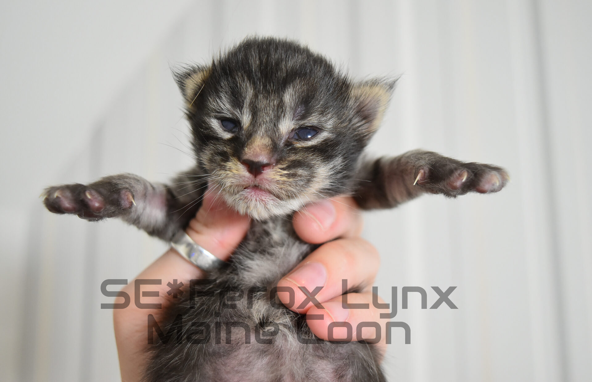 SE*Ferox Lynx Wulfaz SE*Ferox Lynx Wulfaz