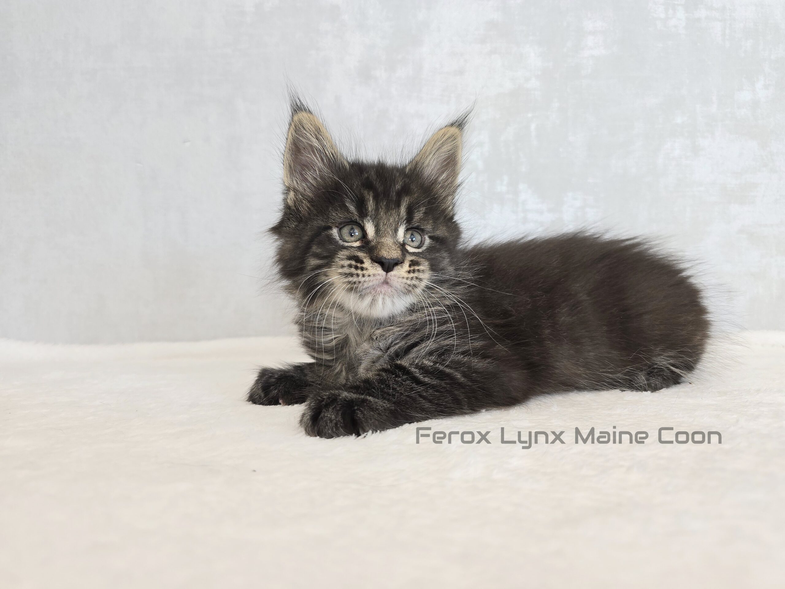 SE*Ferox Lynx Wulfaz SE*Ferox Lynx Wulfaz, 6 veckor