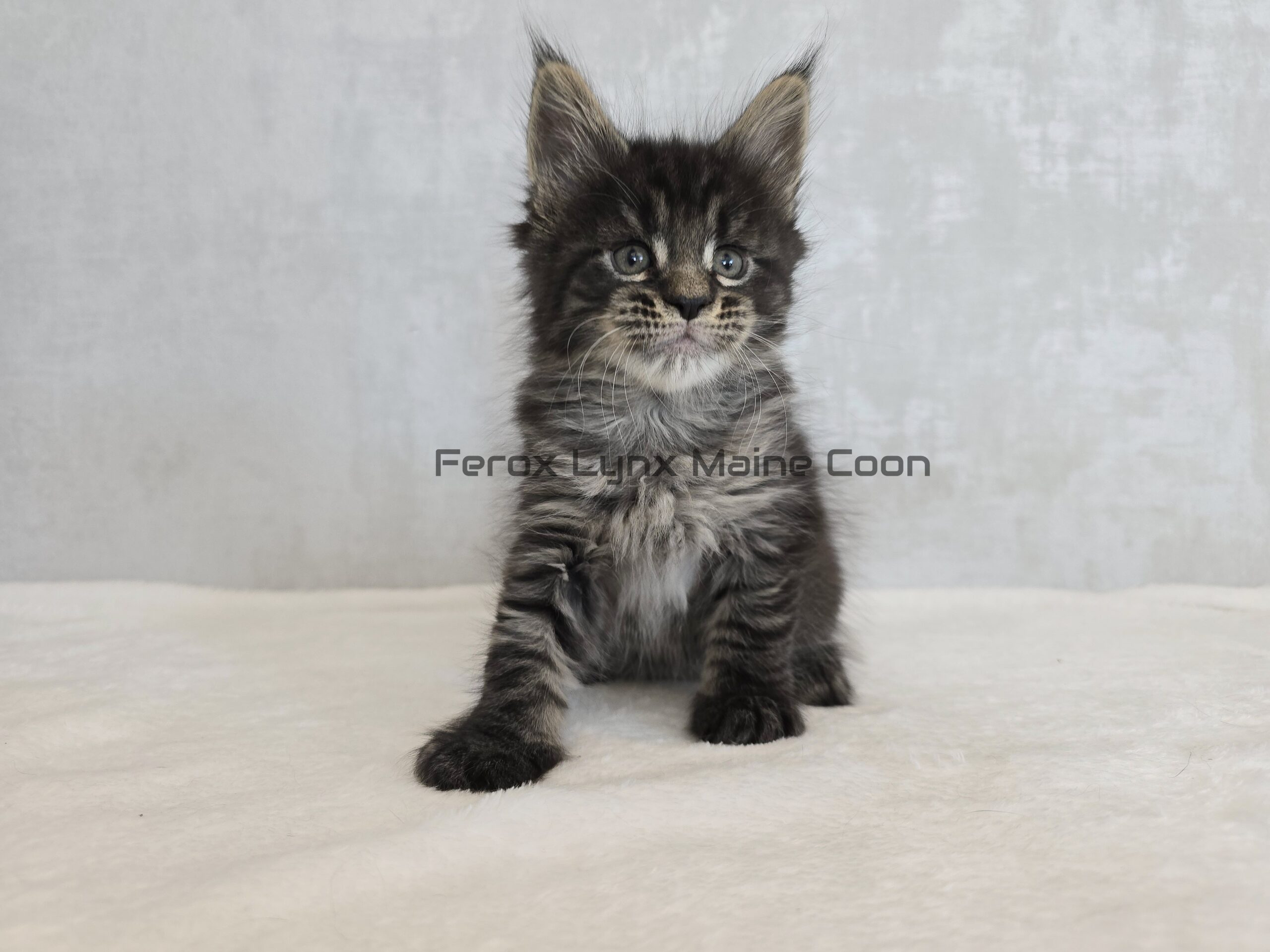SE*Ferox Lynx Wulfaz SE*Ferox Lynx Wulfaz, 6 veckor