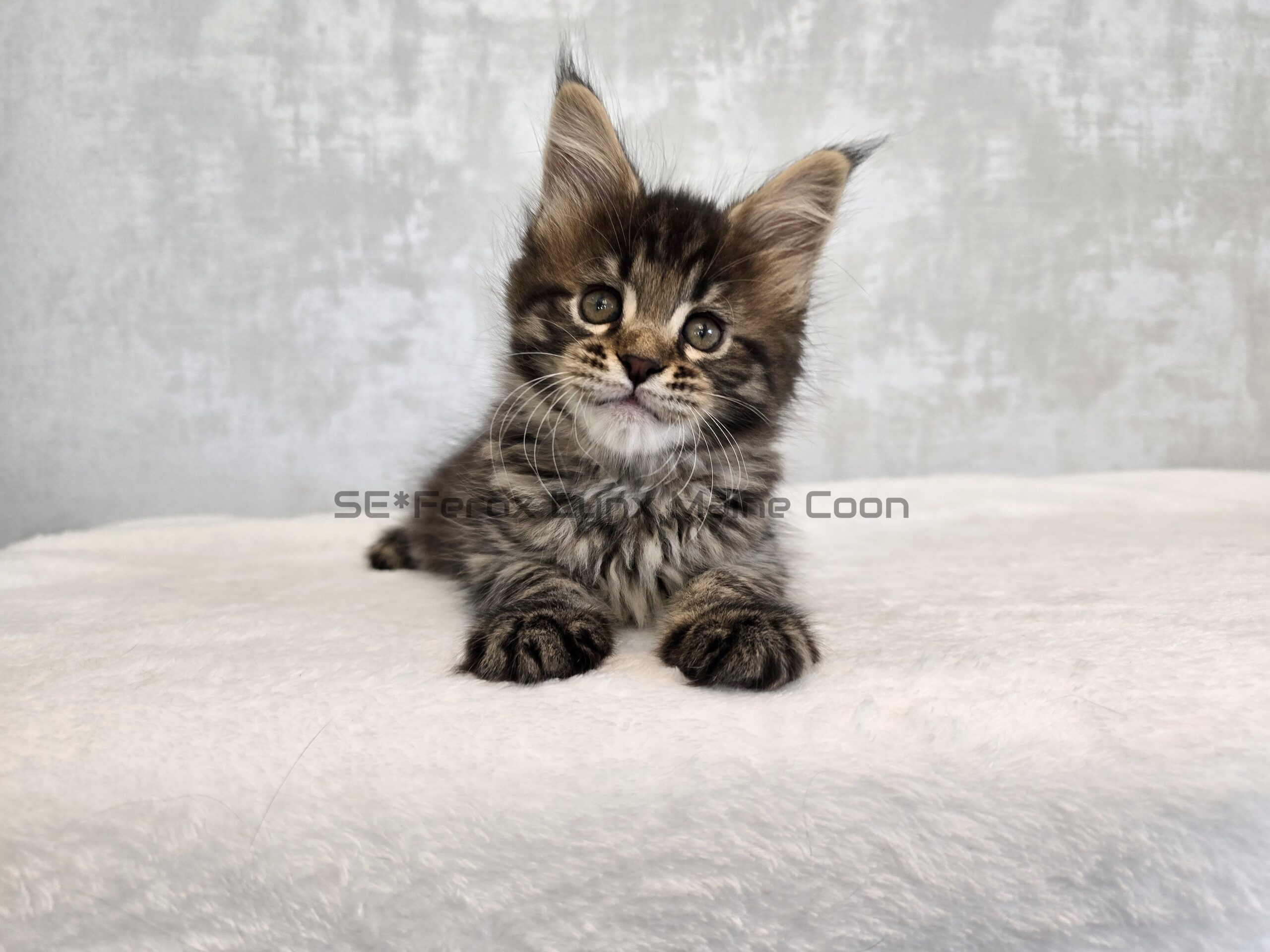 SE*Ferox Lynx Thyra, 7 veckor