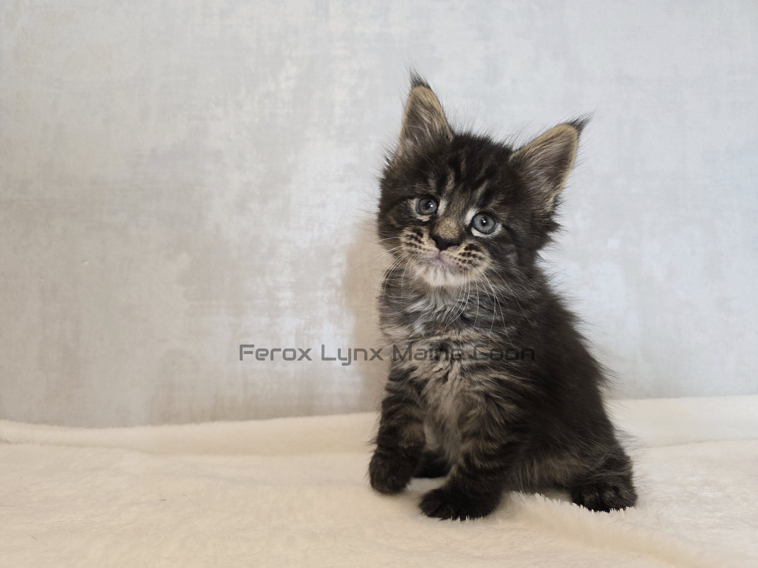 SE*Ferox Lynx Wulfaz SE*Ferox Lynx Wulfaz, 5 veckor