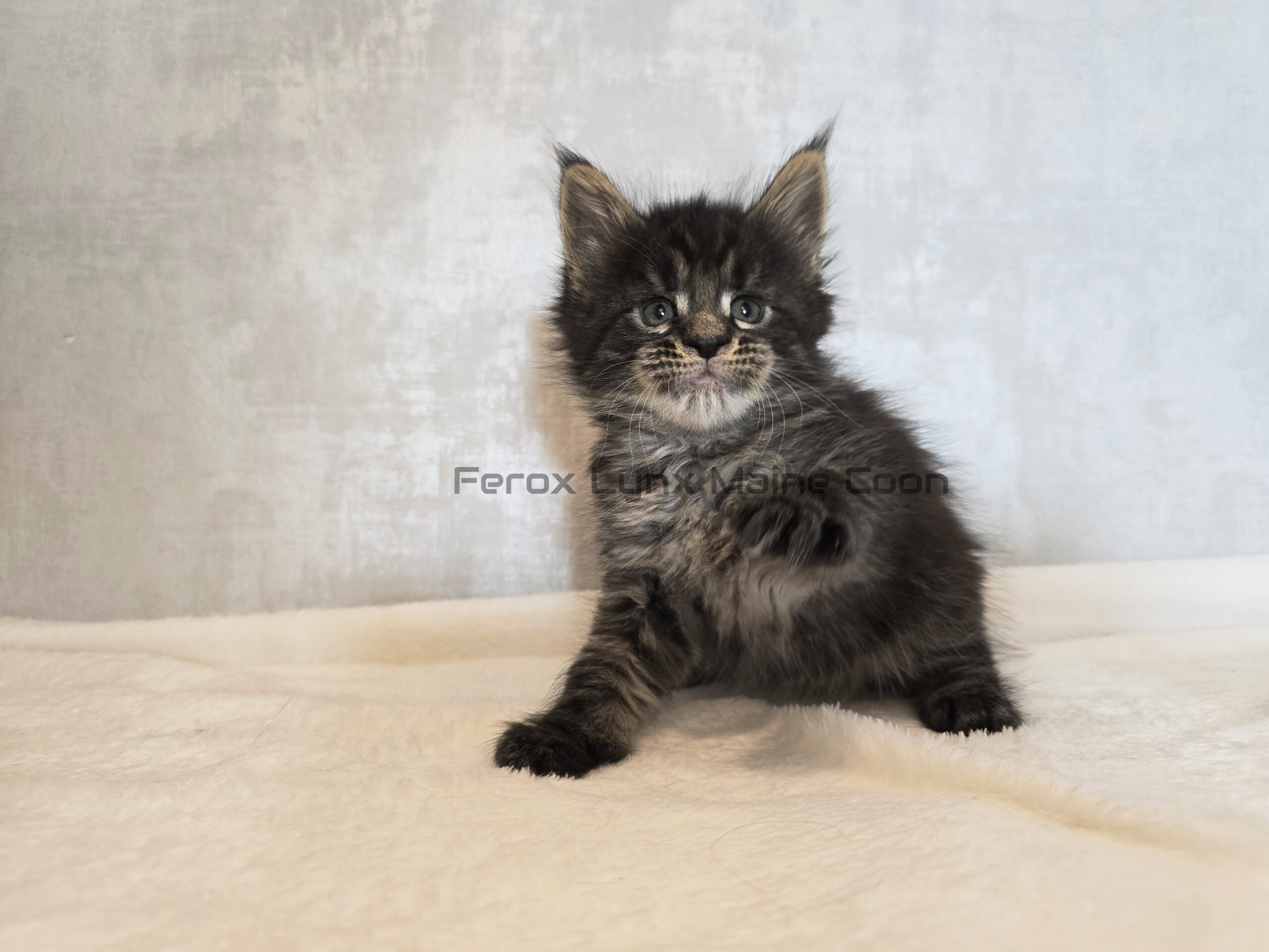 SE*Ferox Lynx Wulfaz SE*Ferox Lynx Wulfaz, 5 veckor