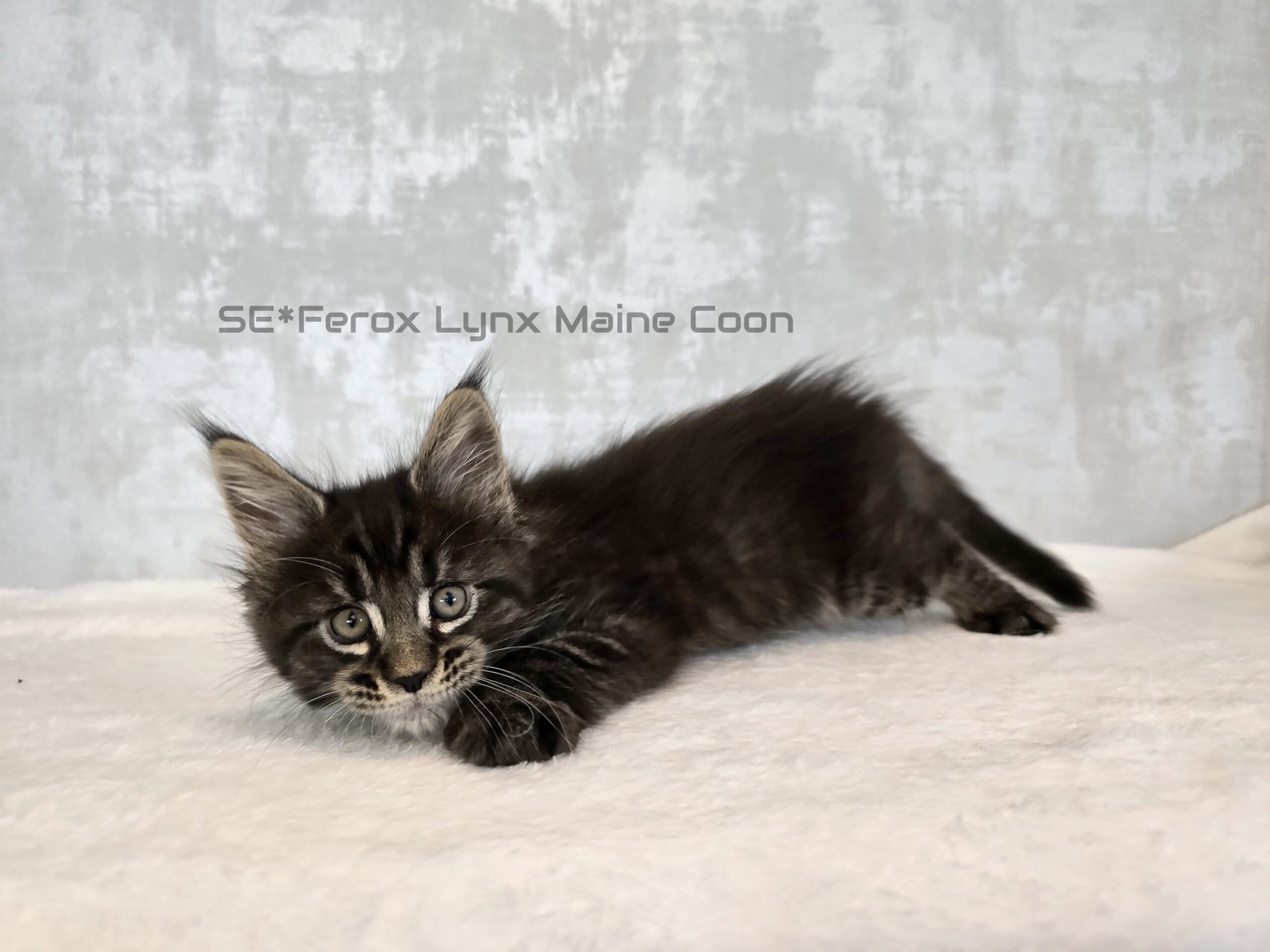 SE*Ferox Lynx Wulfaz SE*Ferox Lynx Wulfaz, 7 veckor