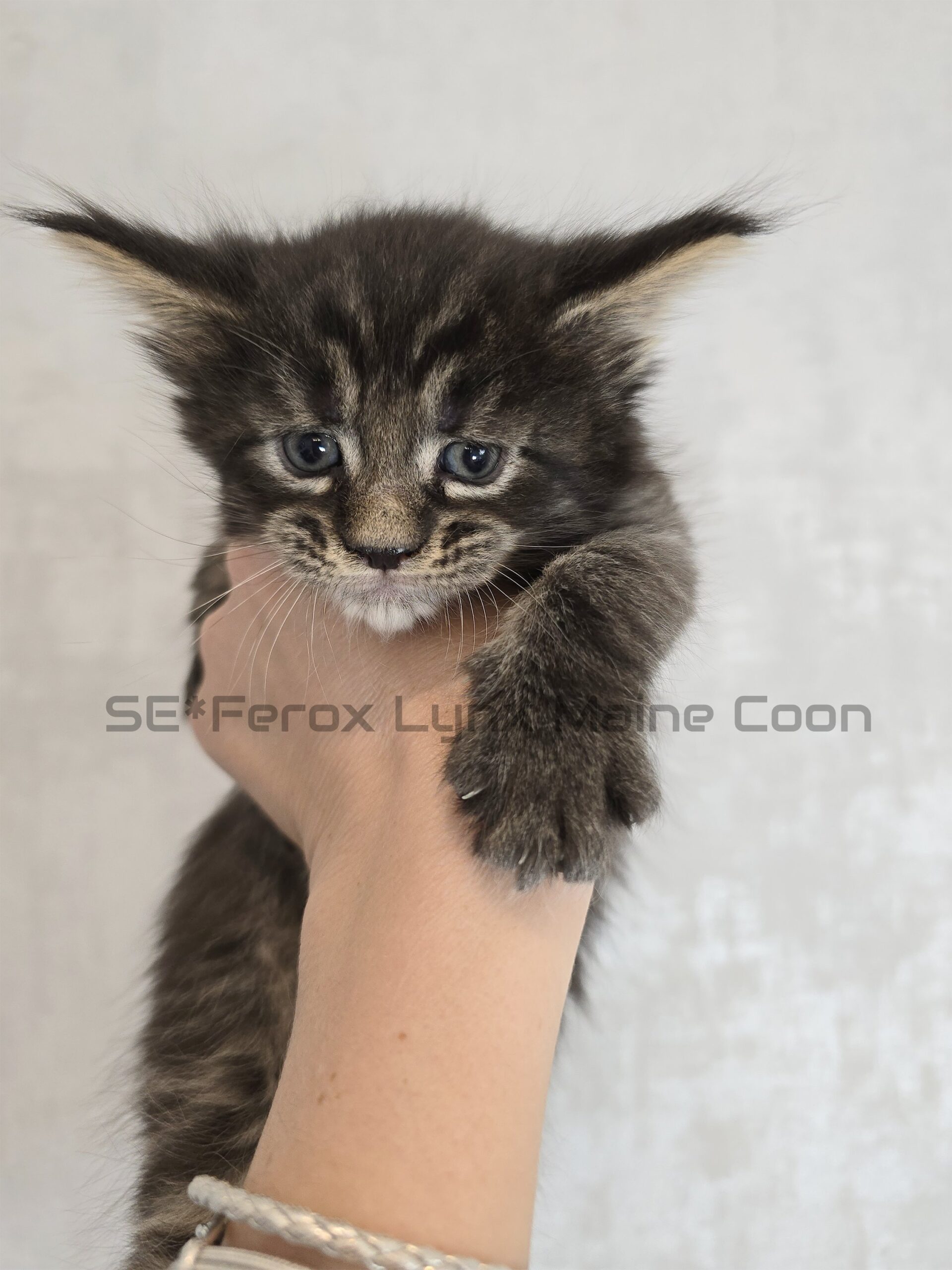 SE*Ferox Lynx Wulfaz SE*Ferox Lynx Wulfaz, 4 veckor