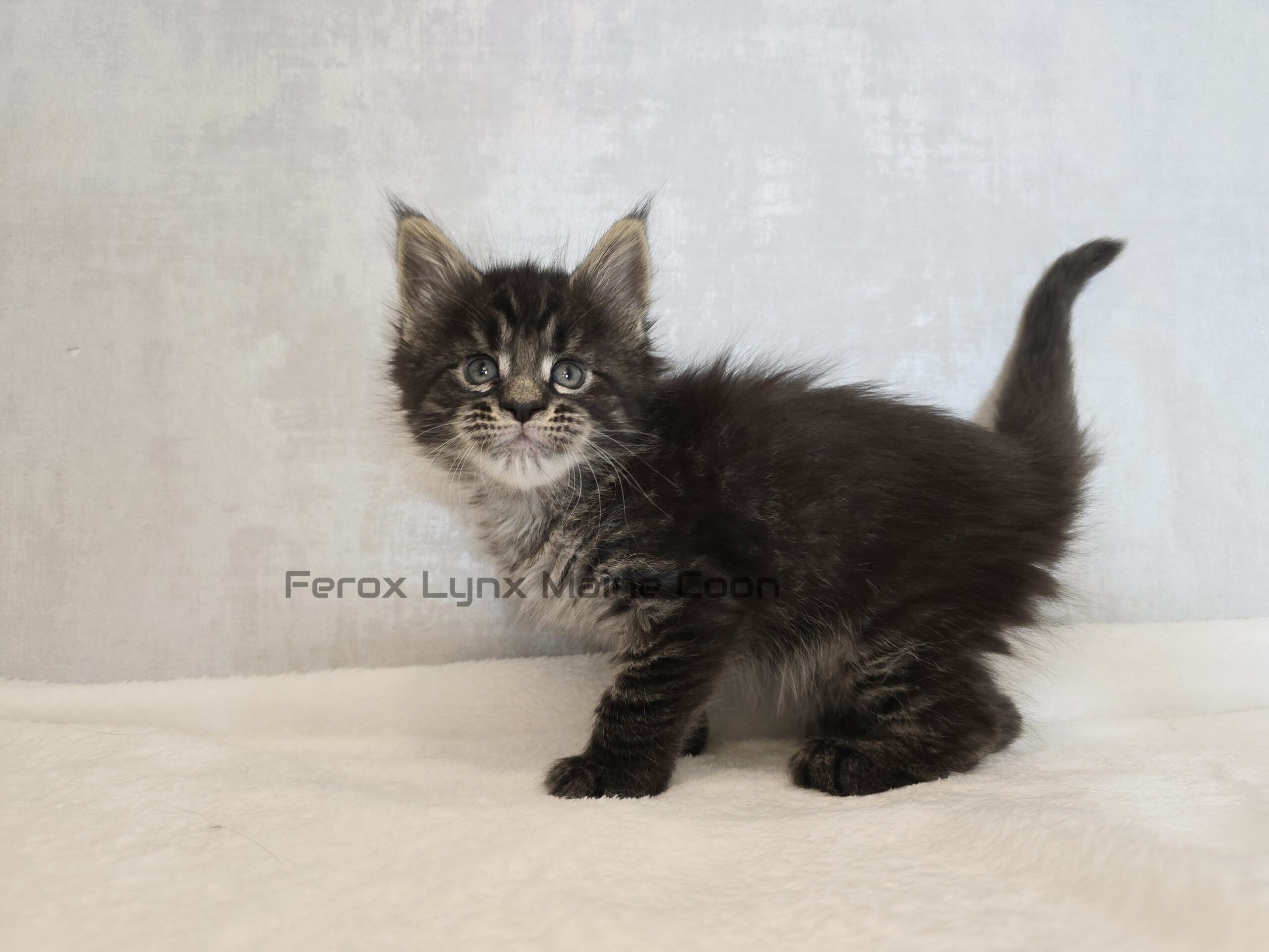SE*Ferox Lynx Wulfaz SE*Ferox Lynx Wulfaz, 5 veckor