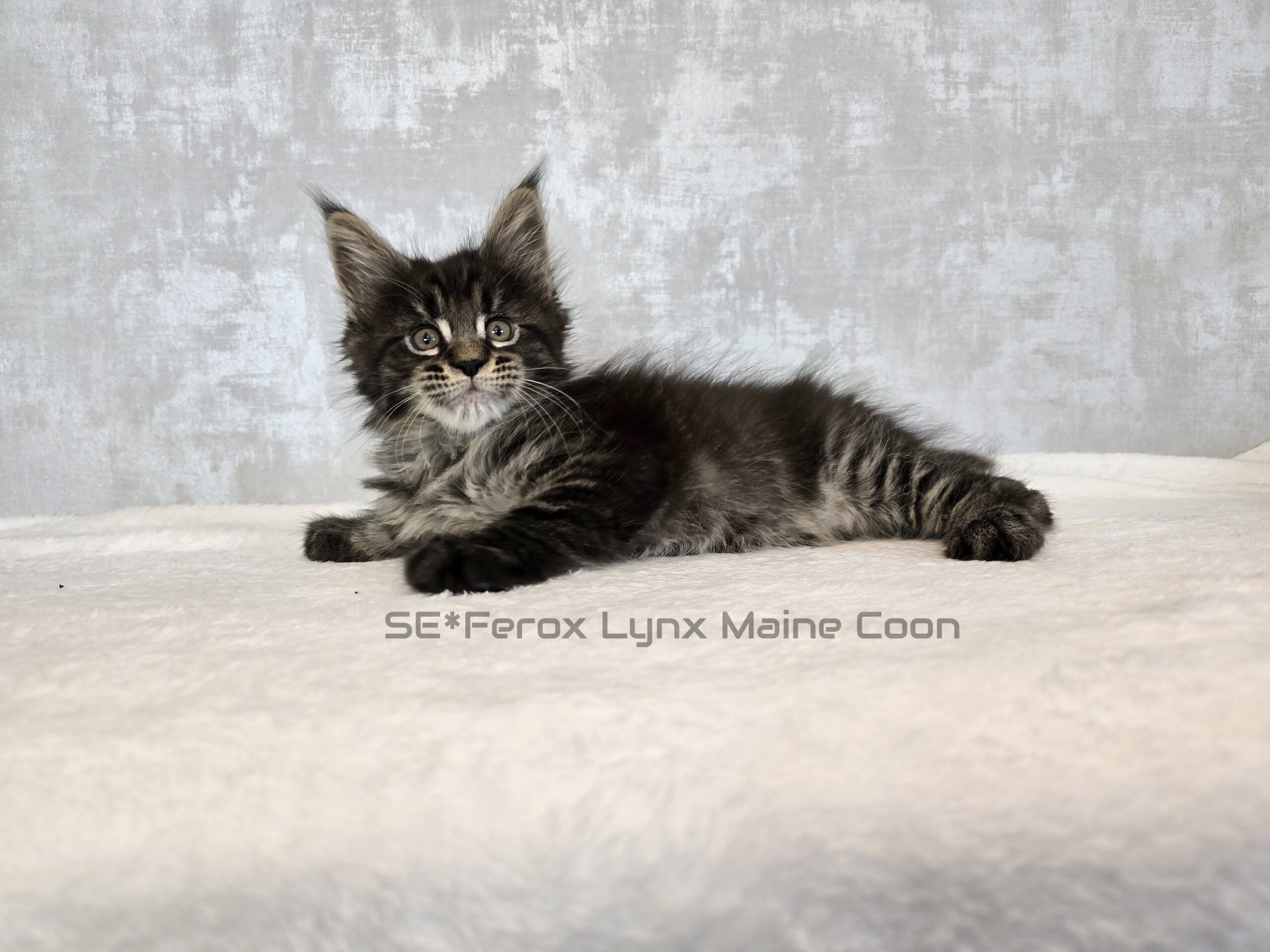 SE*Ferox Lynx Wulfaz SE*Ferox Lynx Wulfaz, 7 veckor