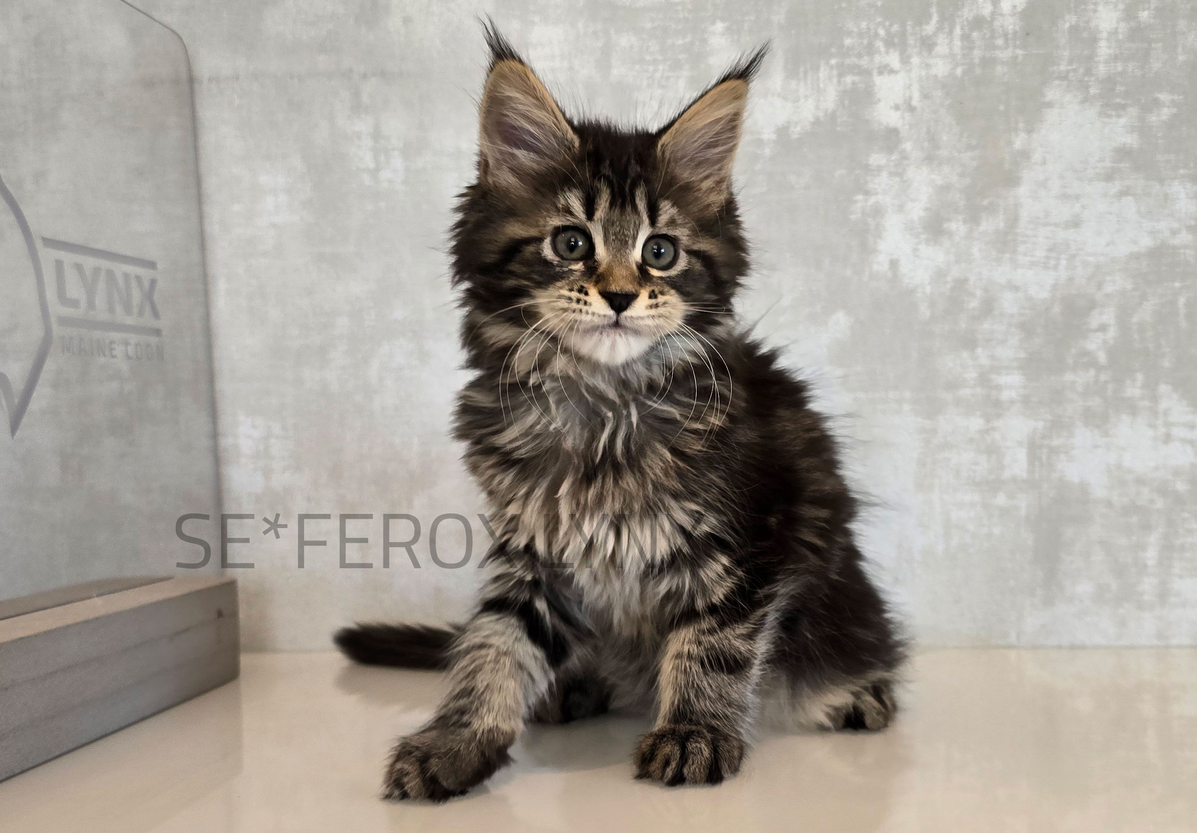 SE*Ferox Lynx Valaya, 7 veckor