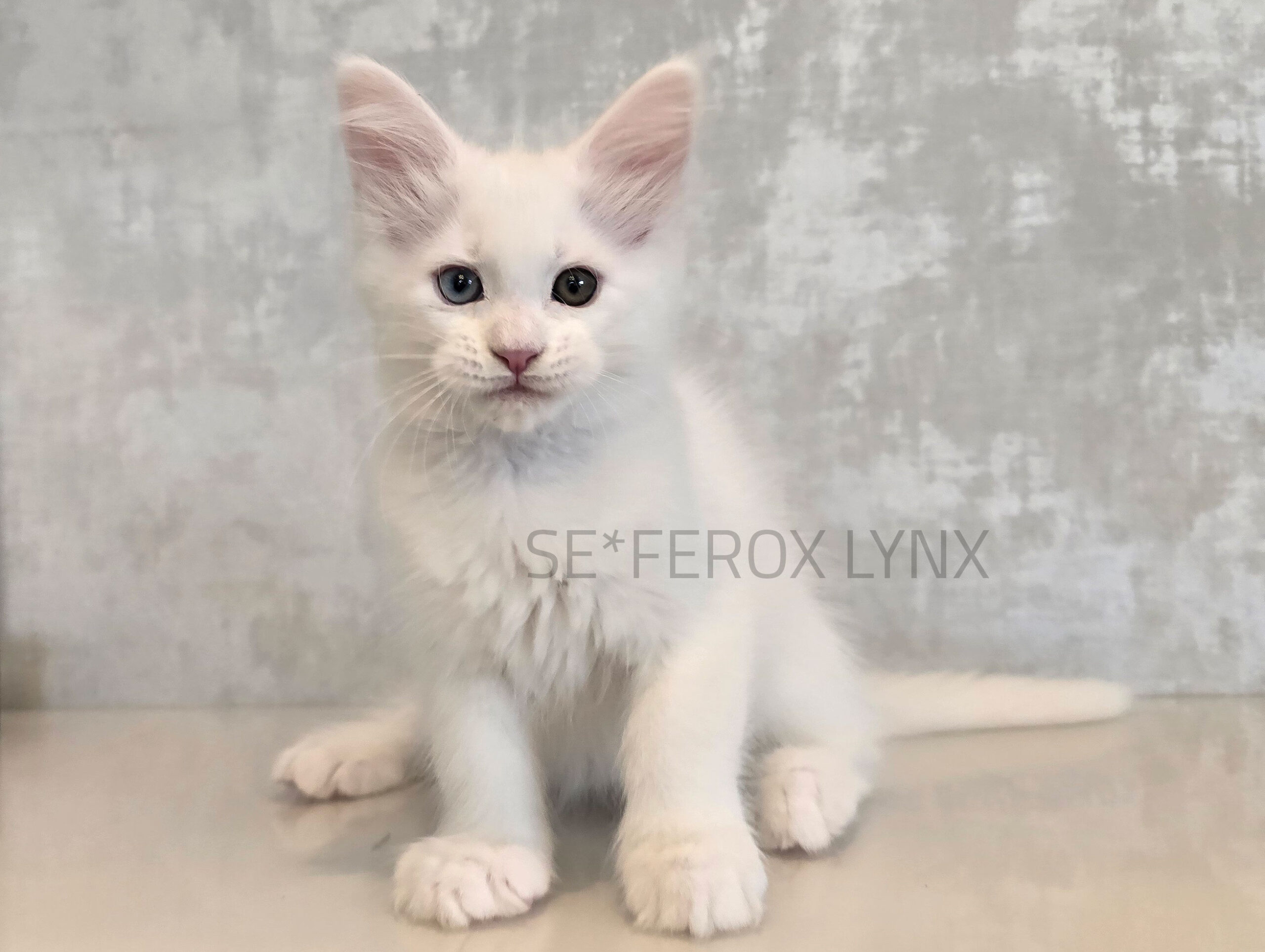 SE*Ferox Lynx Eragon, 10 veckor