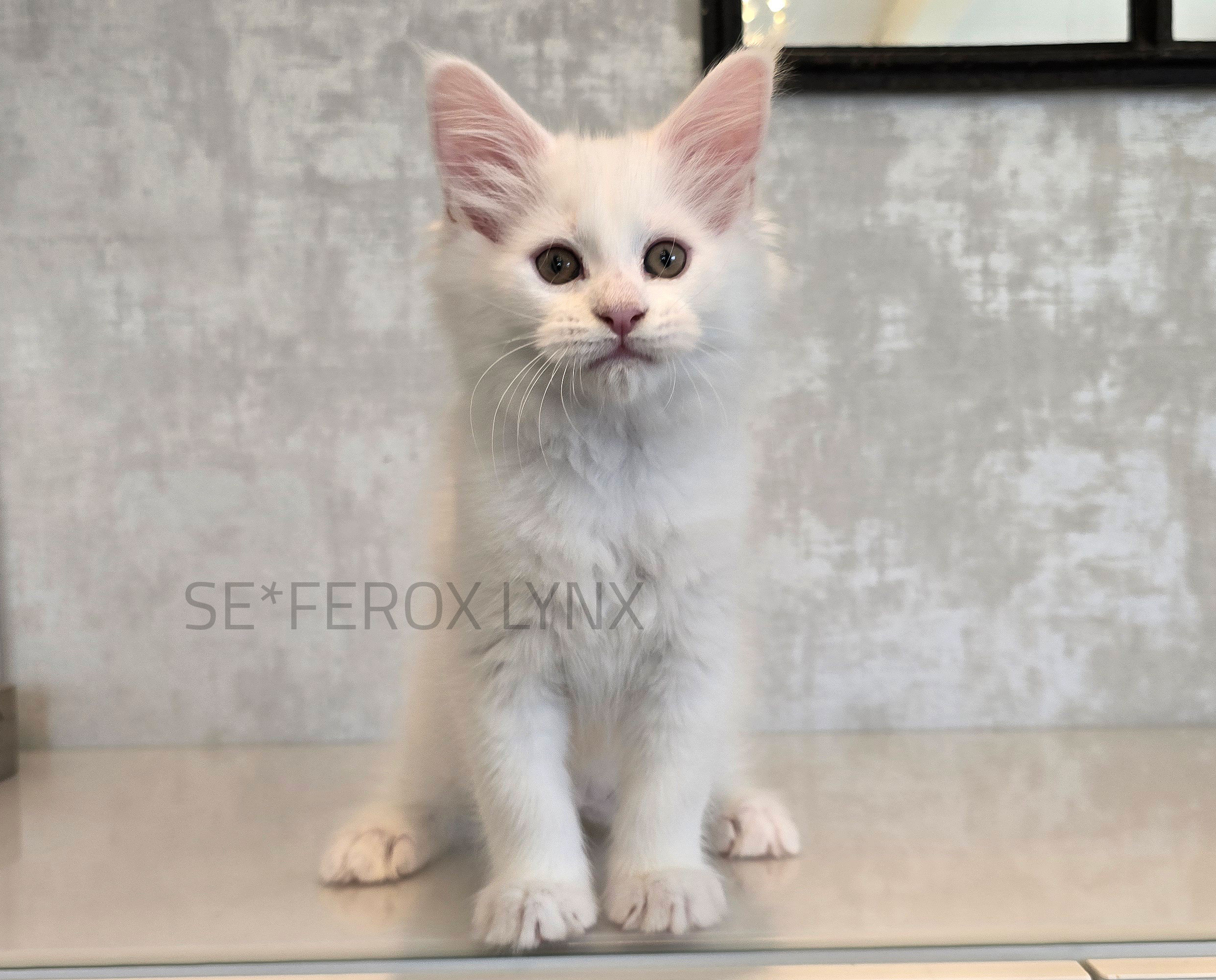 SE*Ferox Lynx Valero, 10 veckor