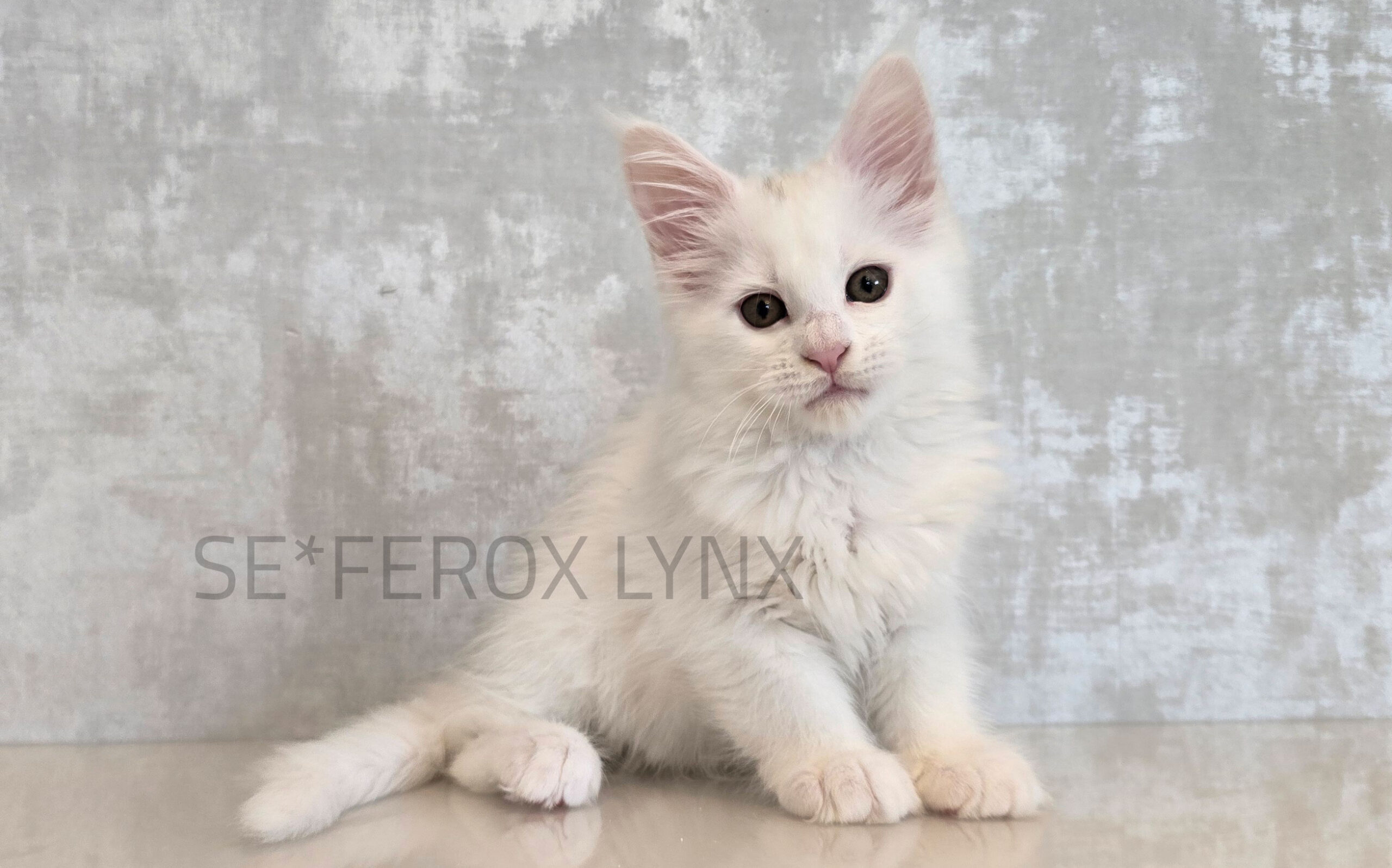SE*Ferox Lynx Layla, 6 veckor