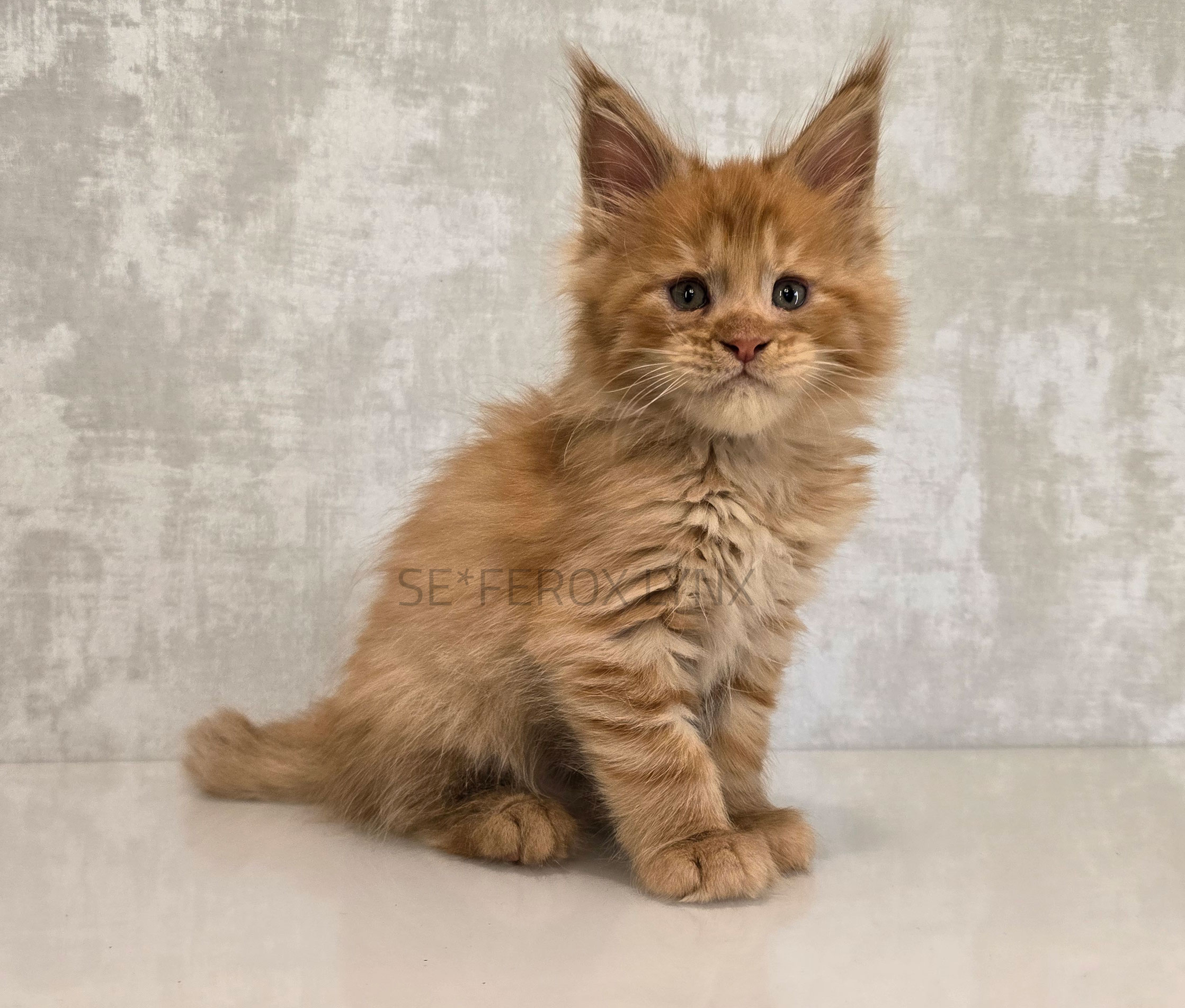 SE*Ferox Lynx Gabry