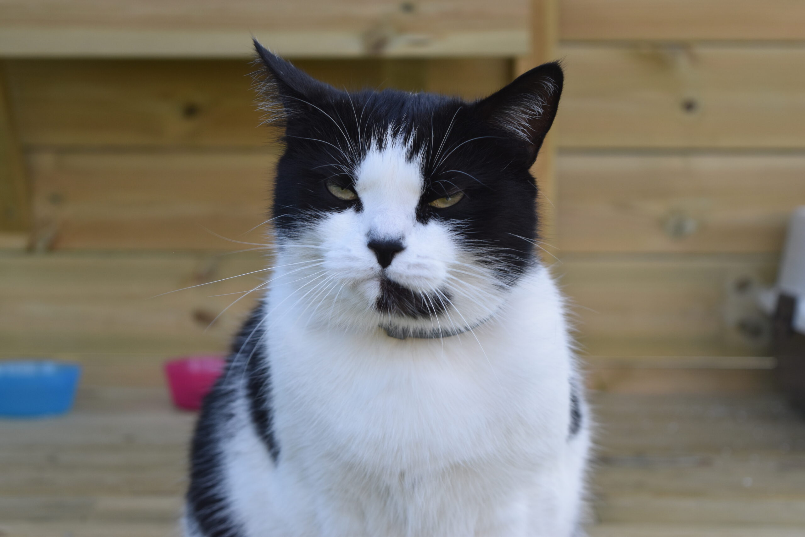 Teezer Maine Coon-katten Teezer