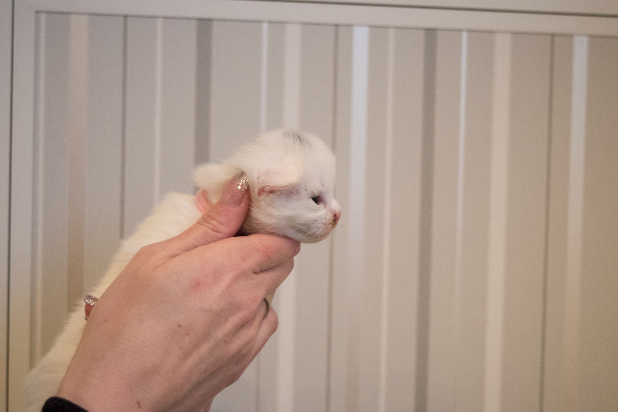 SE*Ferox Lynx Alexia, 14 dagar, i profil SE*Ferox Lynx Alexia, 14 dagar, i profil