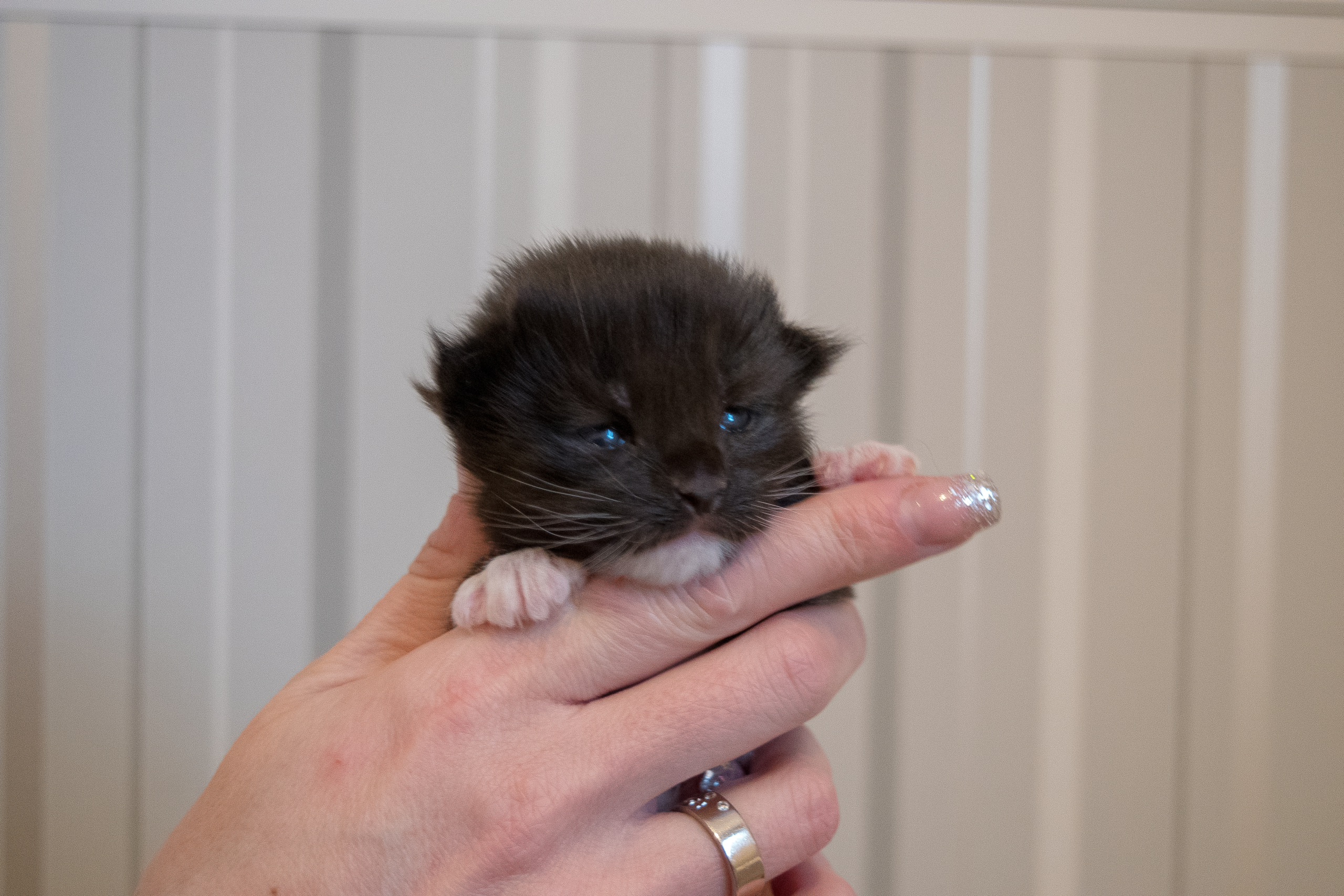 SE*Ferox Lynx Maxx, 14 dagar, framifrån SE*Ferox Lynx Maxx, 14 dagar, framifrån