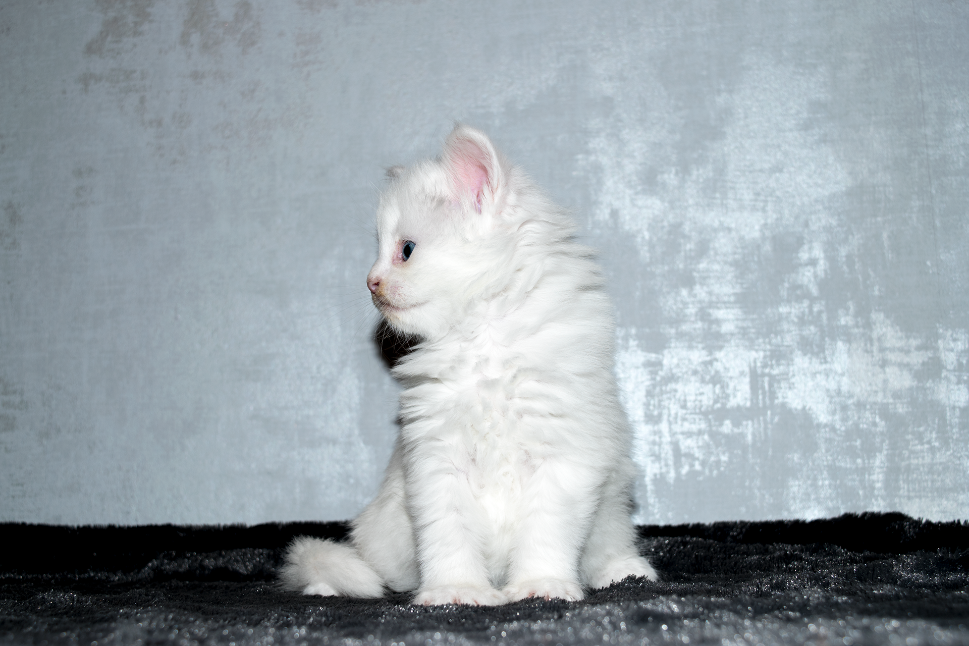 SE*Ferox Lynx Alexia, 5 veckor, i profil SE*Ferox Lynx Alexia, 5 veckor, i profil