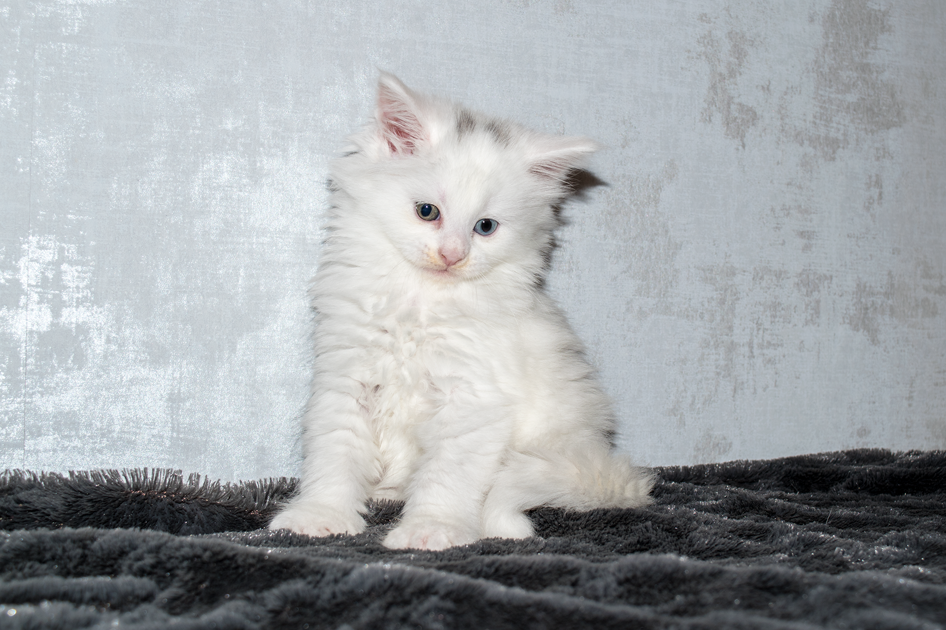 SE*Ferox Lynx Alexia, 6 veckor SE*Ferox Lynx Alexia, 6 veckor
